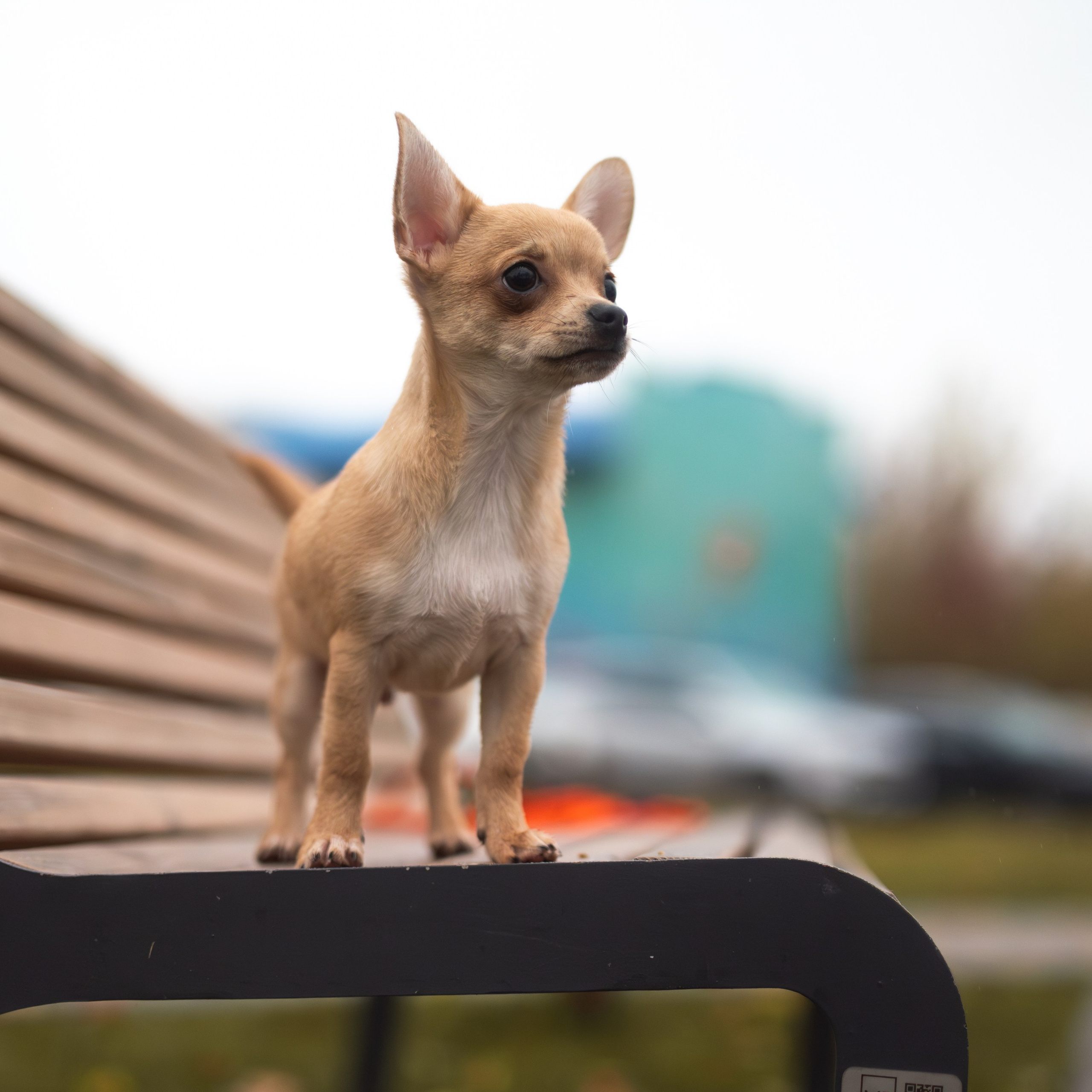 Тайсон — Октябрь 2025 — Борисов. Фотограф — анималист RISHELL PHOTO