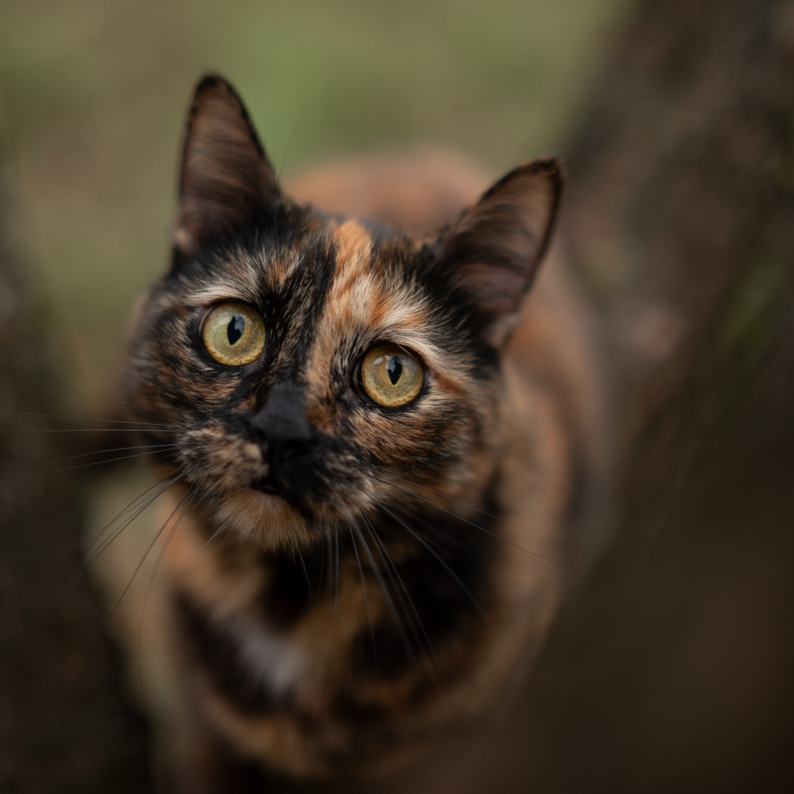 Стеша — Октябрь 2025. Фотограф — анималист RISHELL PHOTO