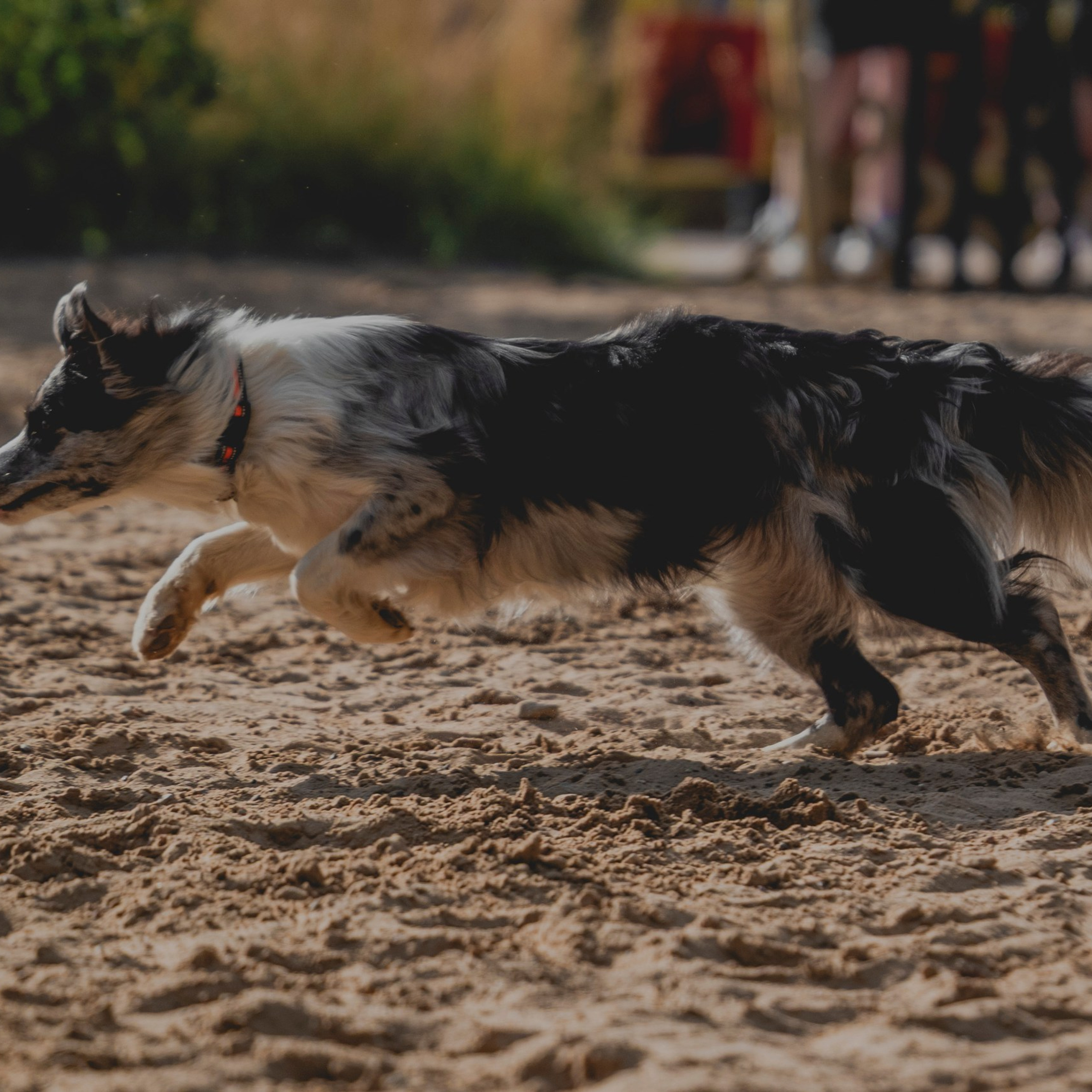 Pets Fest 08.08.2026. Фотосессия собак Минск, Борисов | Фотограф-анималист Арина RISHELL PHOTO