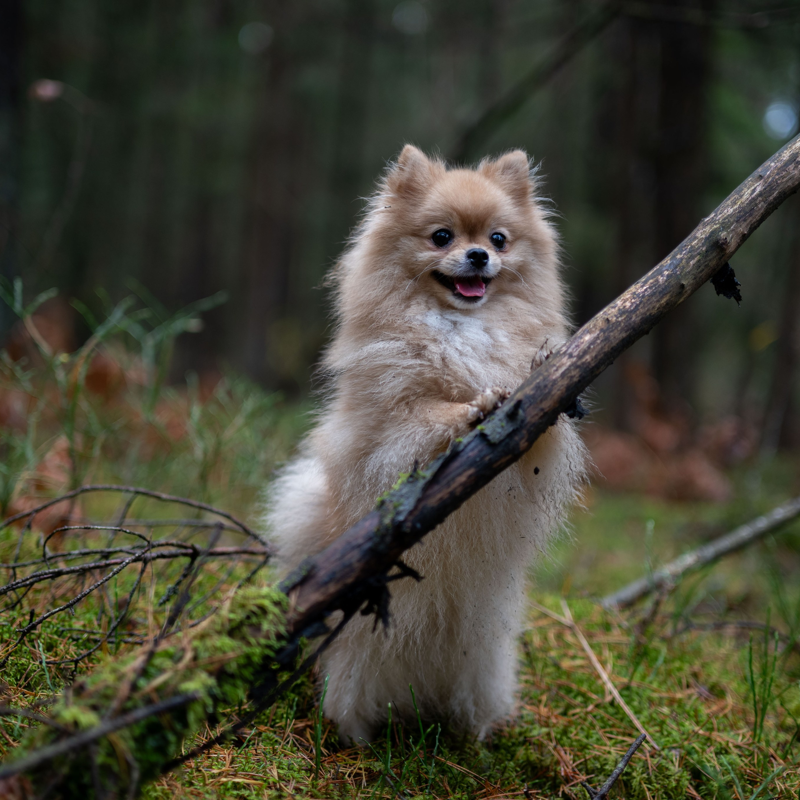 МИШЕЛЬ — Октябрь 2025. Фотограф — анималист RISHELL PHOTO