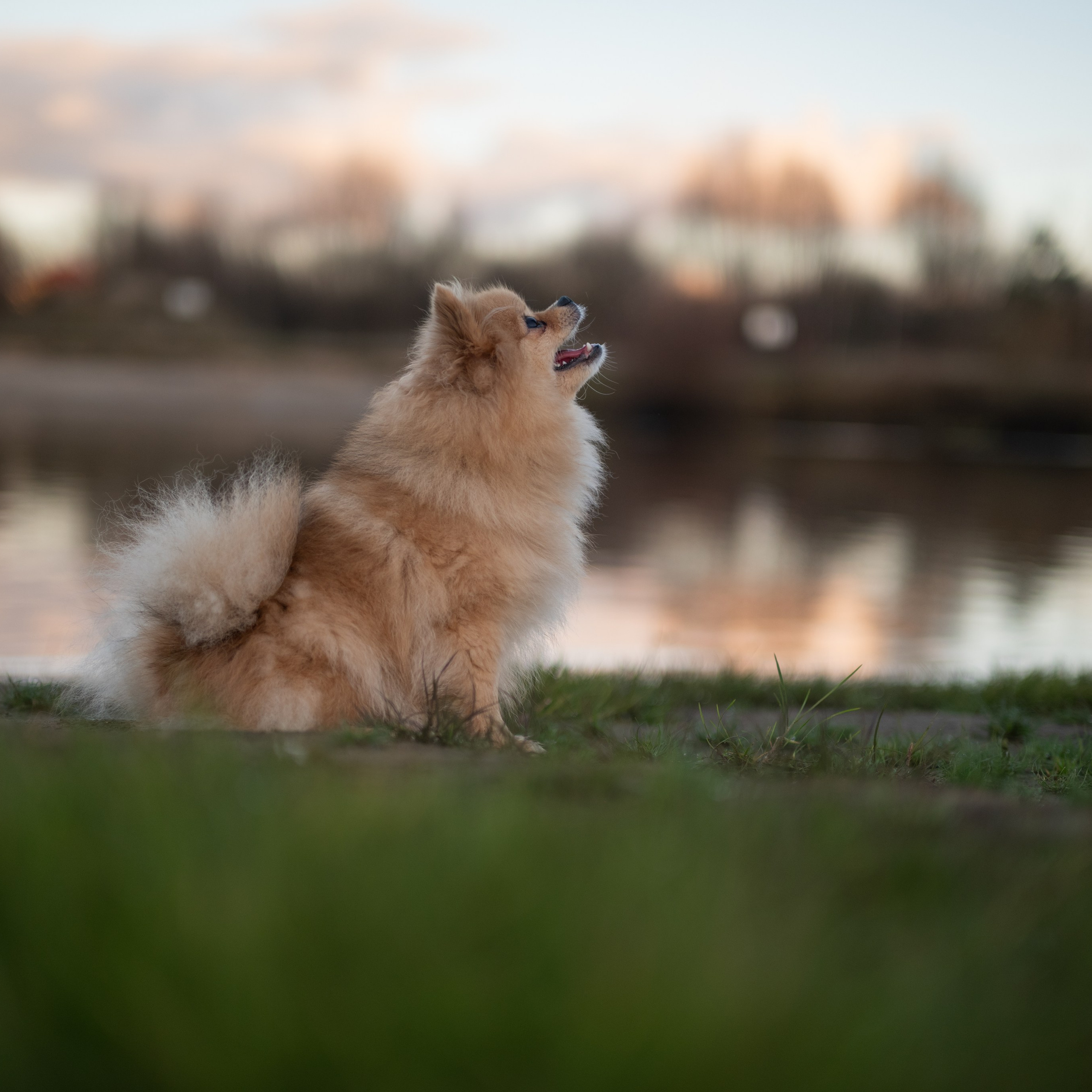 Звезда нашей фотосессии, Мишель, чей талант к позированию восхищает с первого кадра.