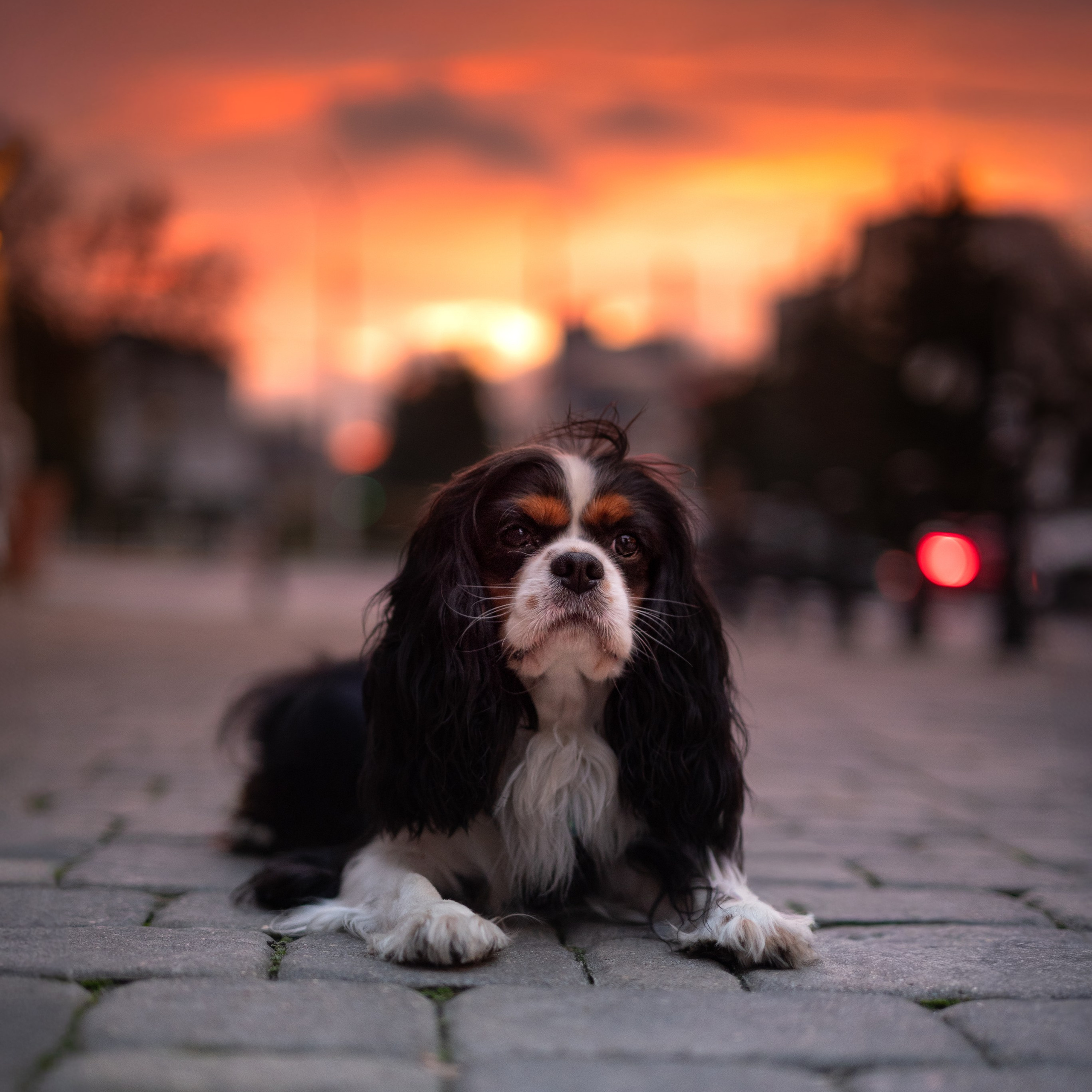 Арни — Минск — Ноябрь 2025. Фотограф — анималист RISHELL PHOTO