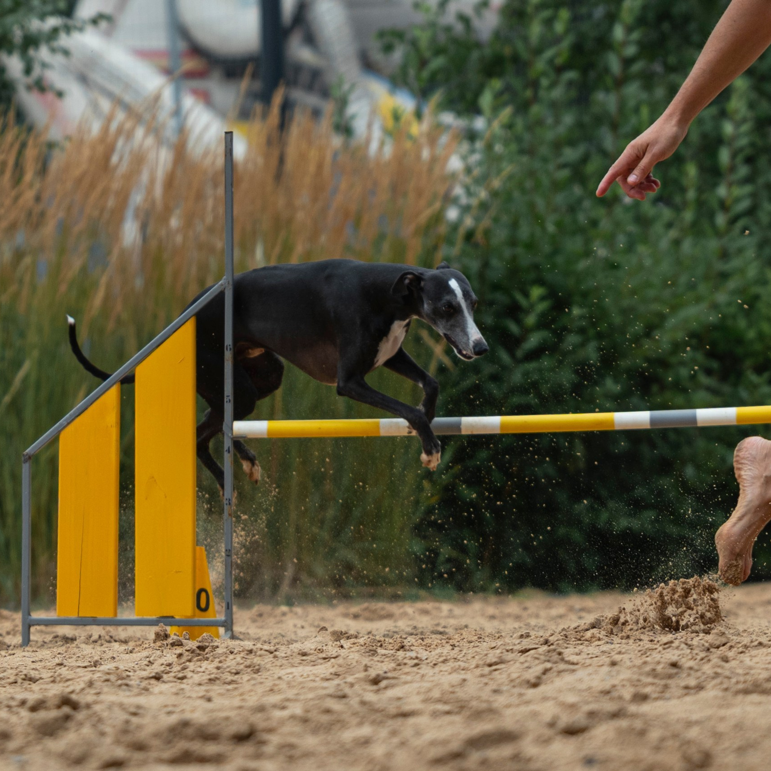 Pets Fest 08.08.2026. Фотосессия собак Минск, Борисов | Фотограф-анималист Арина RISHELL PHOTO