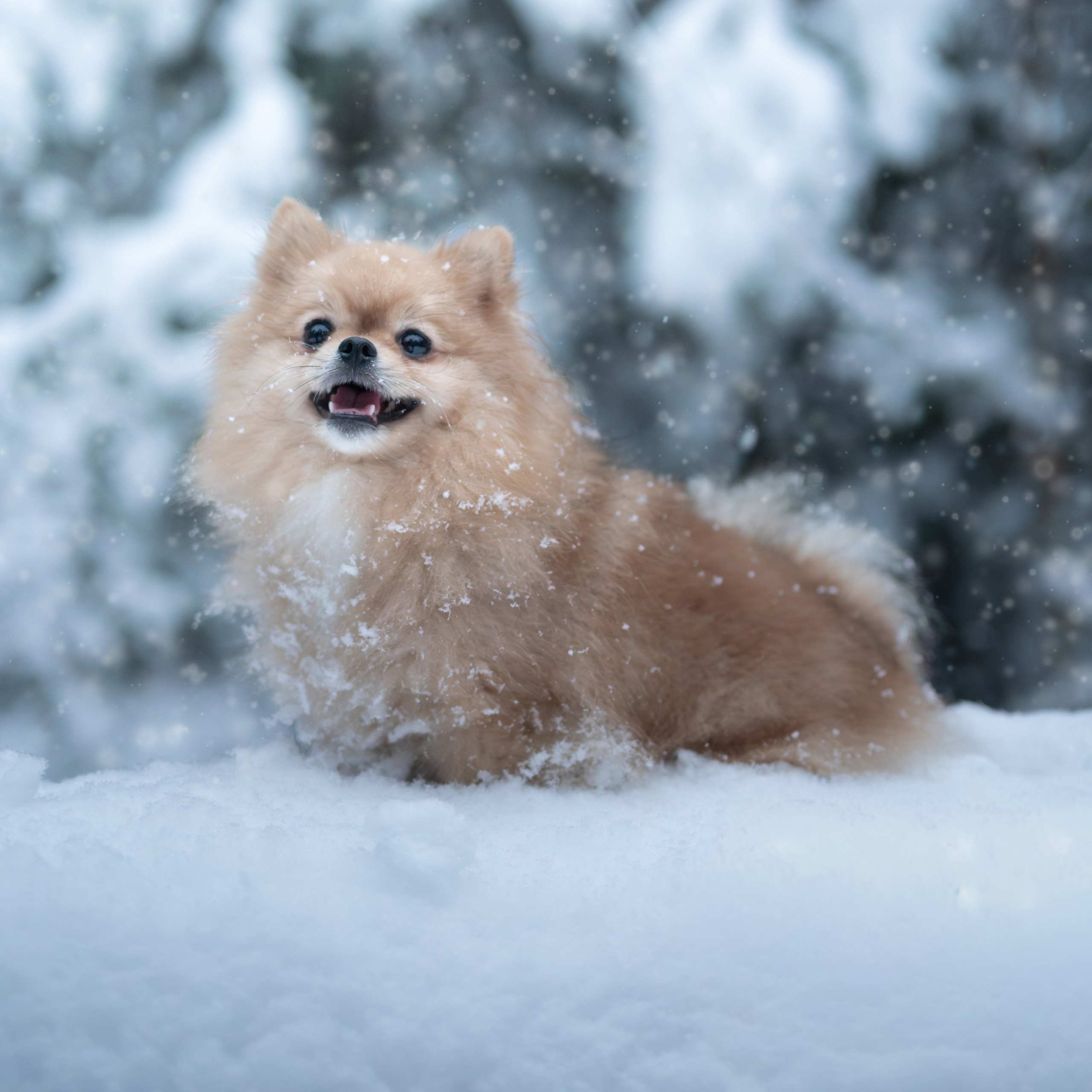 Первый снег — Ноябрь 2025. Фотограф — анималист RISHELL PHOTO