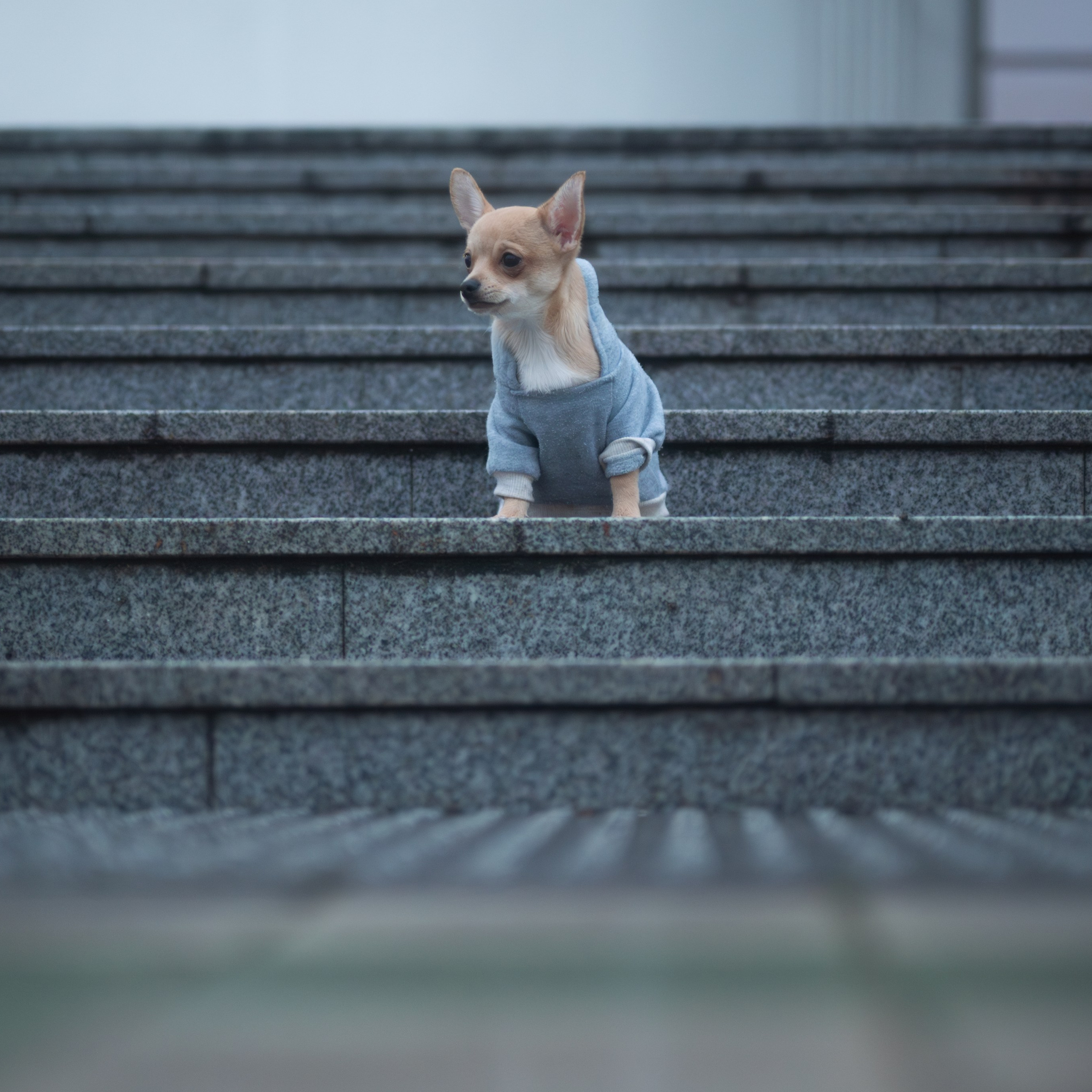 Тайсон — Октябрь 2025 — Борисов. Фотограф — анималист RISHELL PHOTO