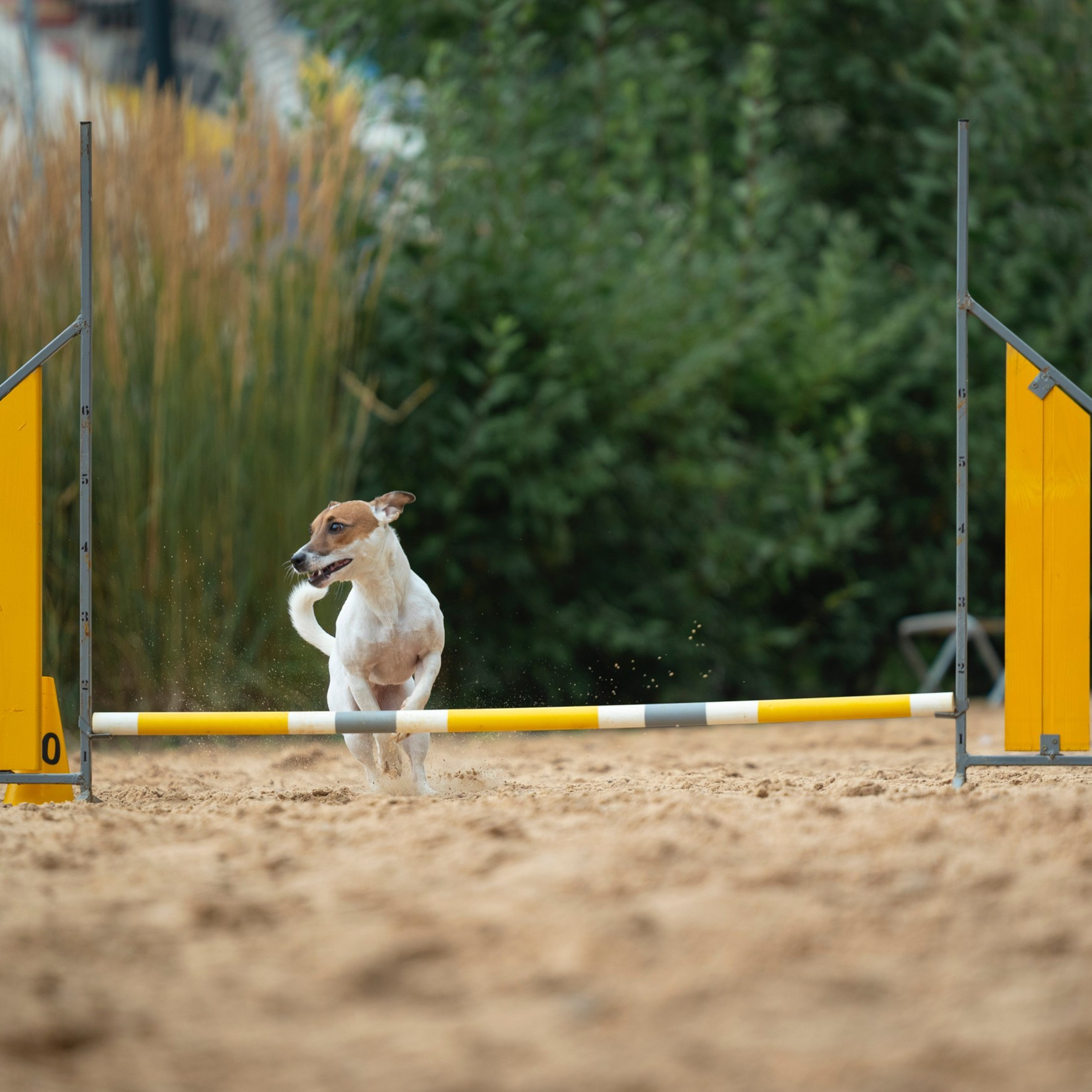 Pets Fest 08.08.2026. Фотосессия собак Минск, Борисов | Фотограф-анималист Арина RISHELL PHOTO