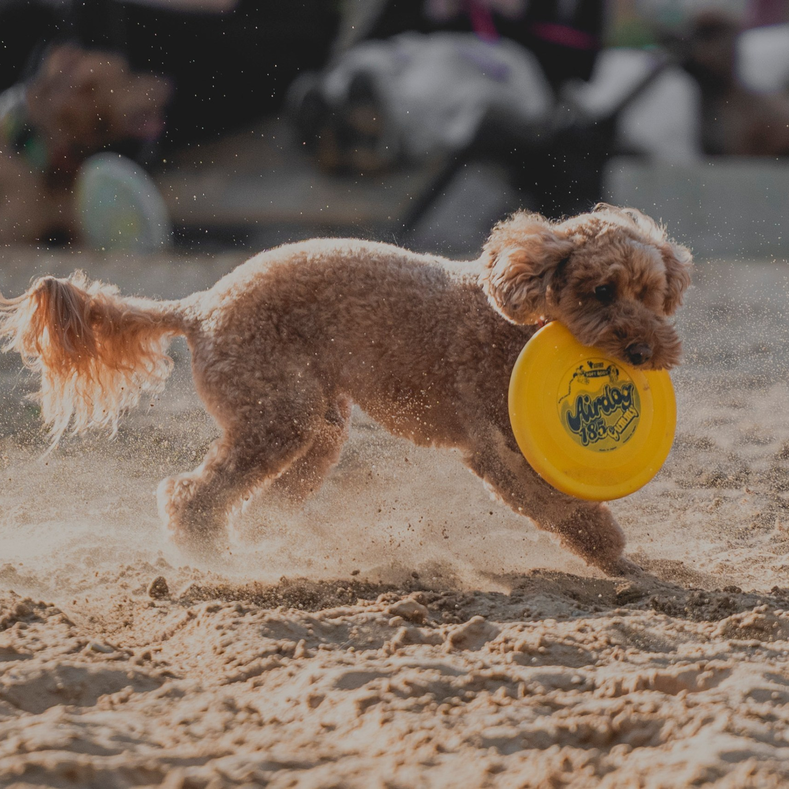 Pets Fest 08.08.2026. Фотосессия собак Минск, Борисов | Фотограф-анималист Арина RISHELL PHOTO