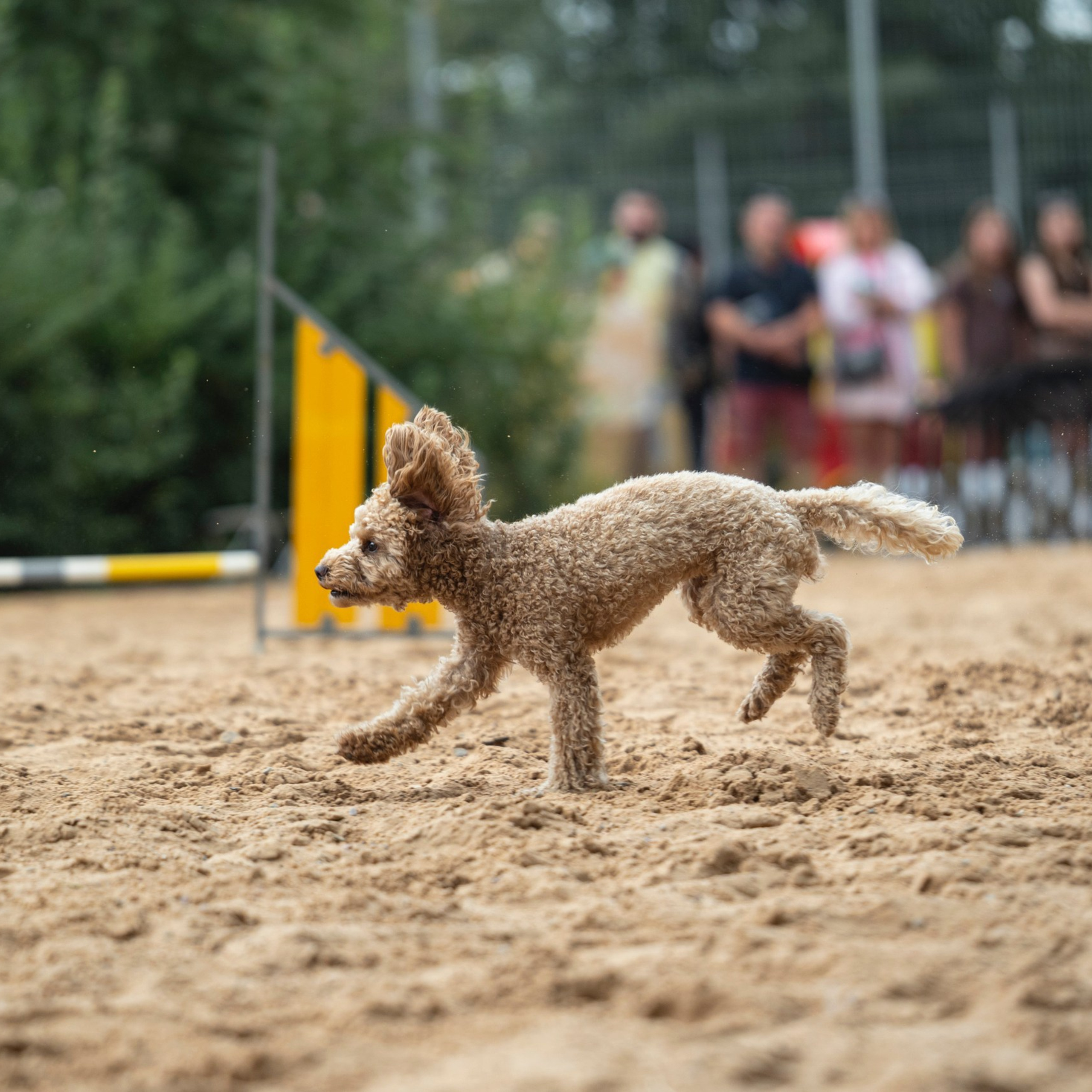 Pets Fest 08.08.2026. Фотосессия собак Минск, Борисов | Фотограф-анималист Арина RISHELL PHOTO