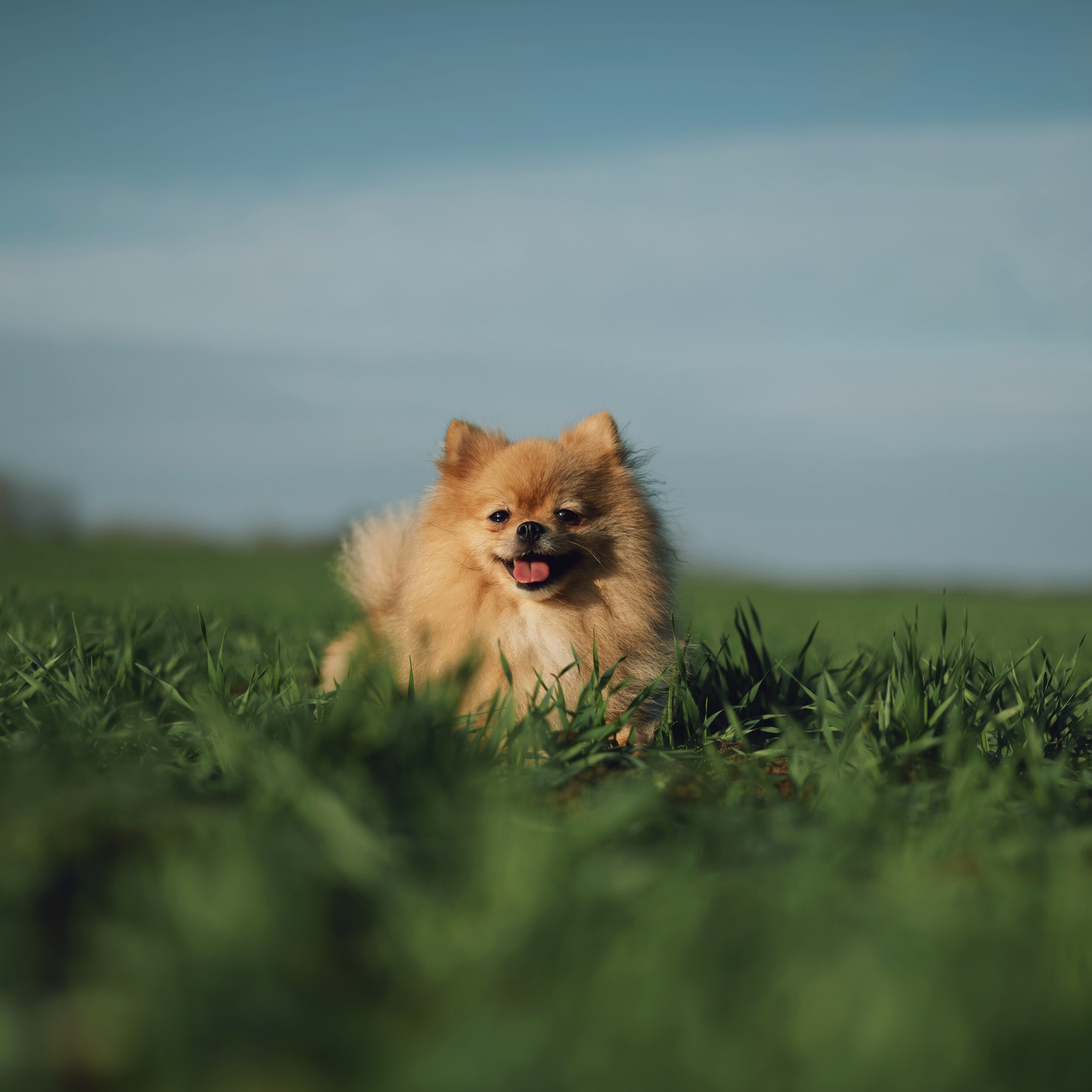 Мишель — Ноябрь 2025. Фотограф — анималист RISHELL PHOTO