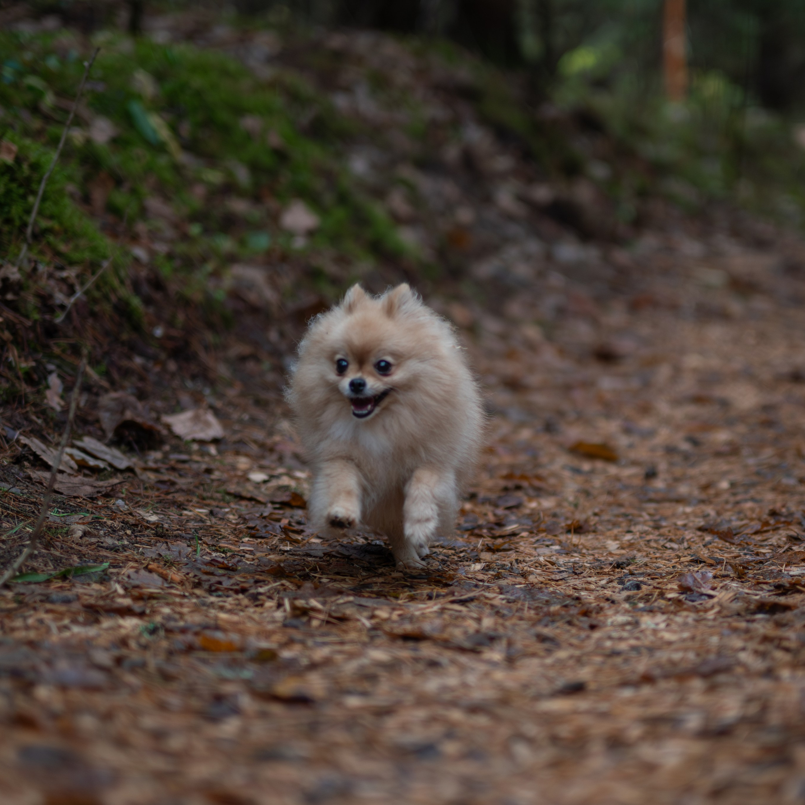 Мишель -Эко тропа — Борисов — Ноябрь 2025. Фотограф — анималист RISHELL PHOTO
