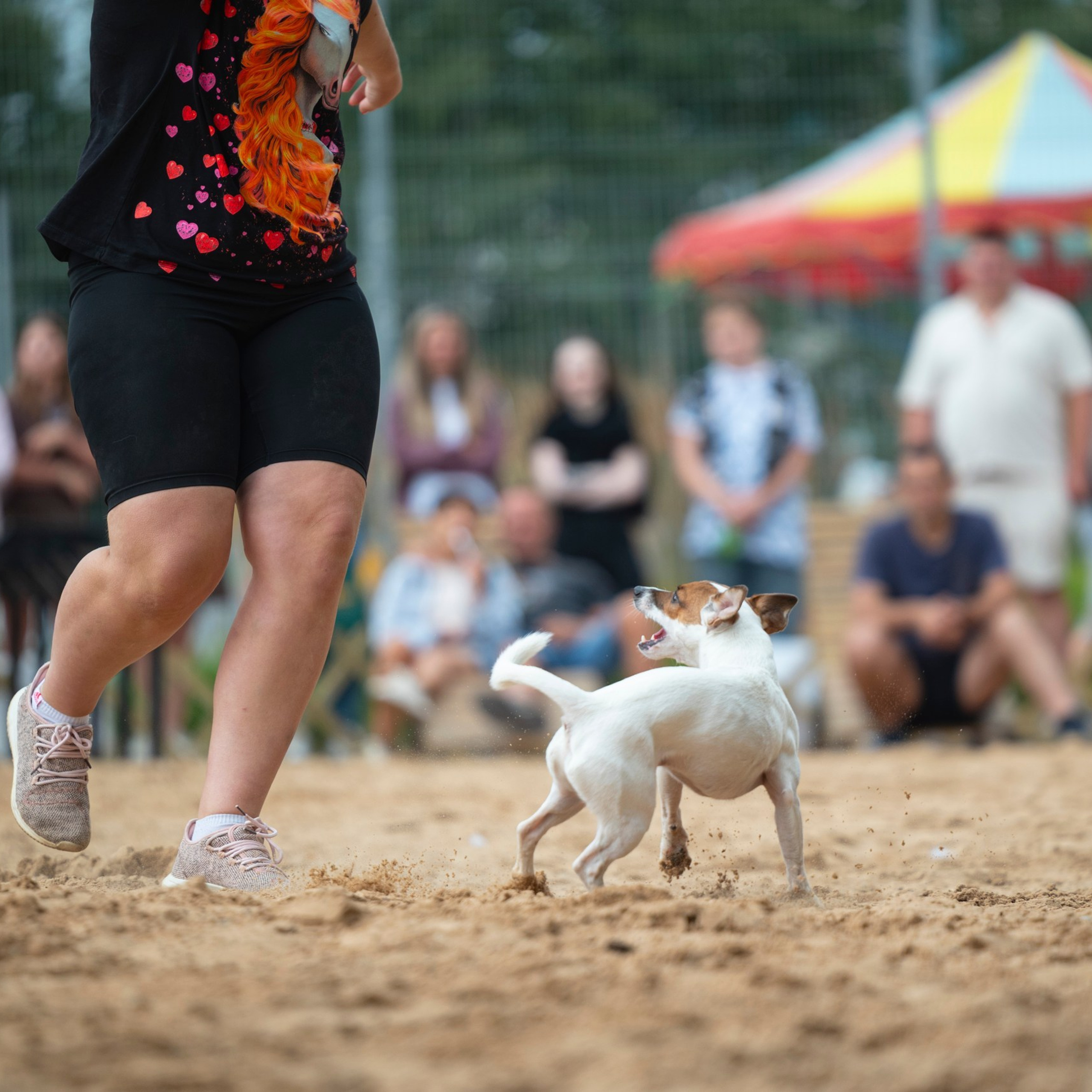 Pets Fest 08.08.2026. Фотосессия собак Минск, Борисов | Фотограф-анималист Арина RISHELL PHOTO