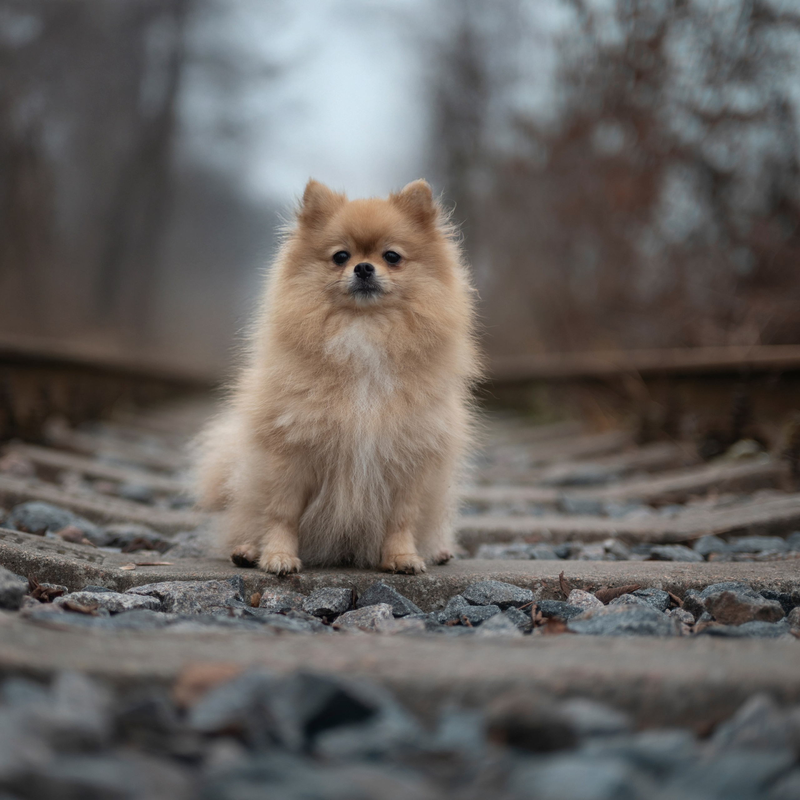 Миша — Декабрь 2025. Фотограф — анималист RISHELL PHOTO