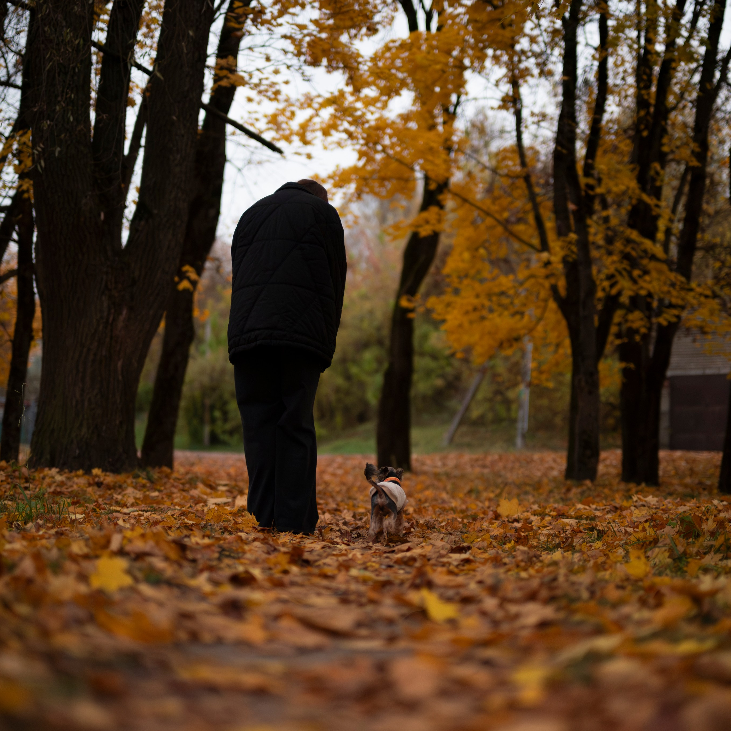 Чарли — Октябрь 2025 — Борисов. Фотограф — анималист RISHELL PHOTO