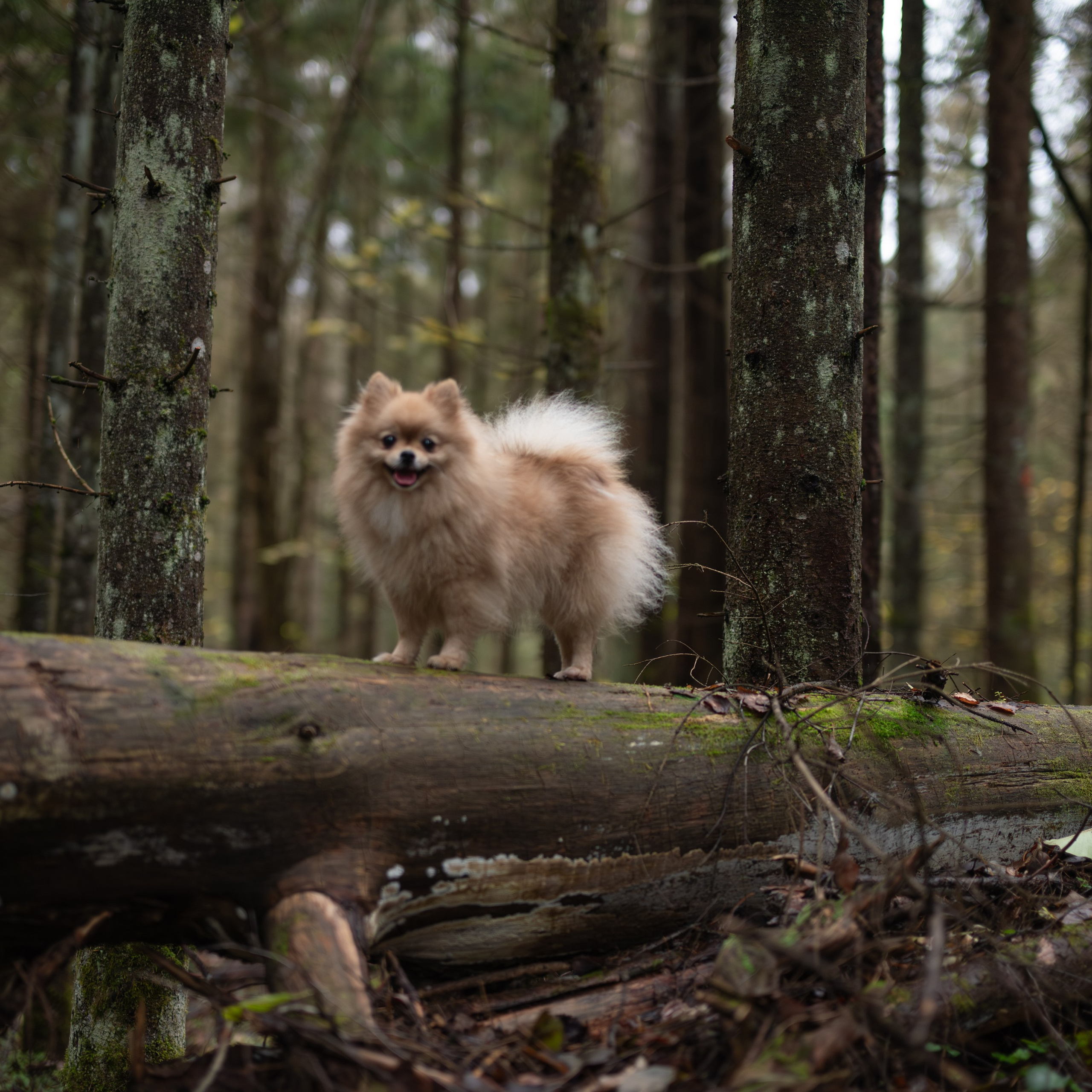 Мишель -Эко тропа — Борисов — Ноябрь 2025. Фотограф — анималист RISHELL PHOTO