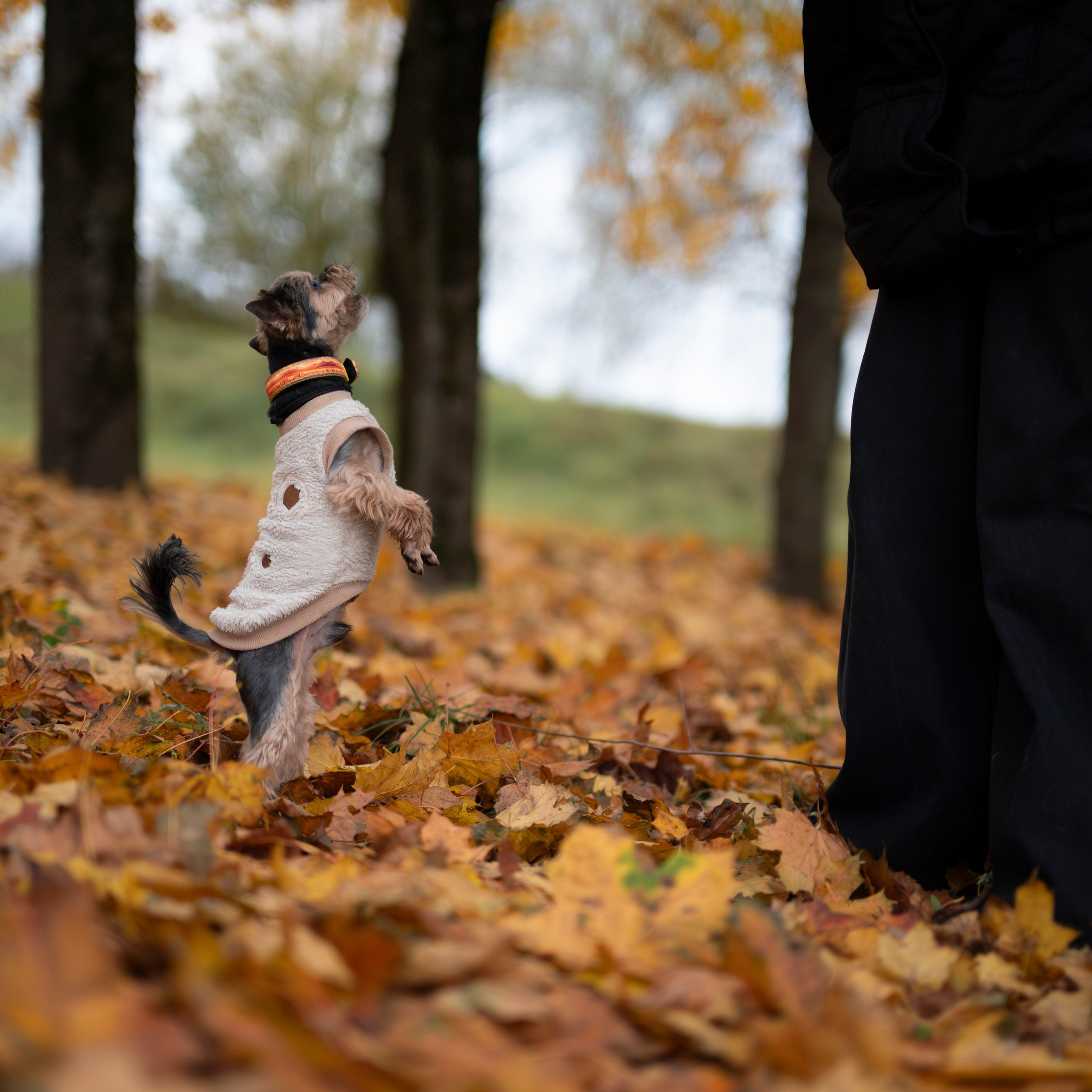 Чарли — Октябрь 2025 — Борисов. Фотограф — анималист RISHELL PHOTO