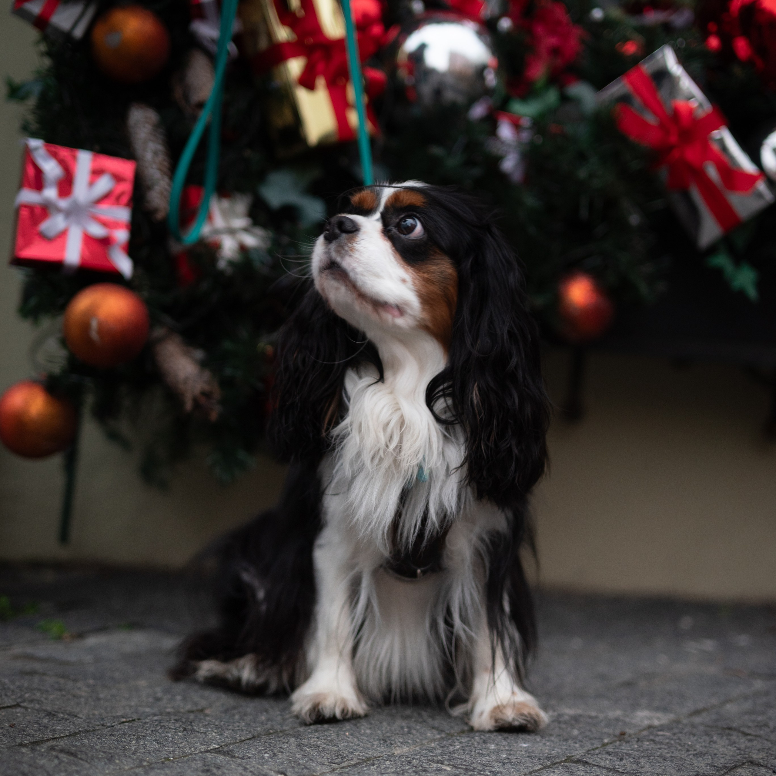 Арни — Минск — Ноябрь 2025. Фотограф — анималист RISHELL PHOTO