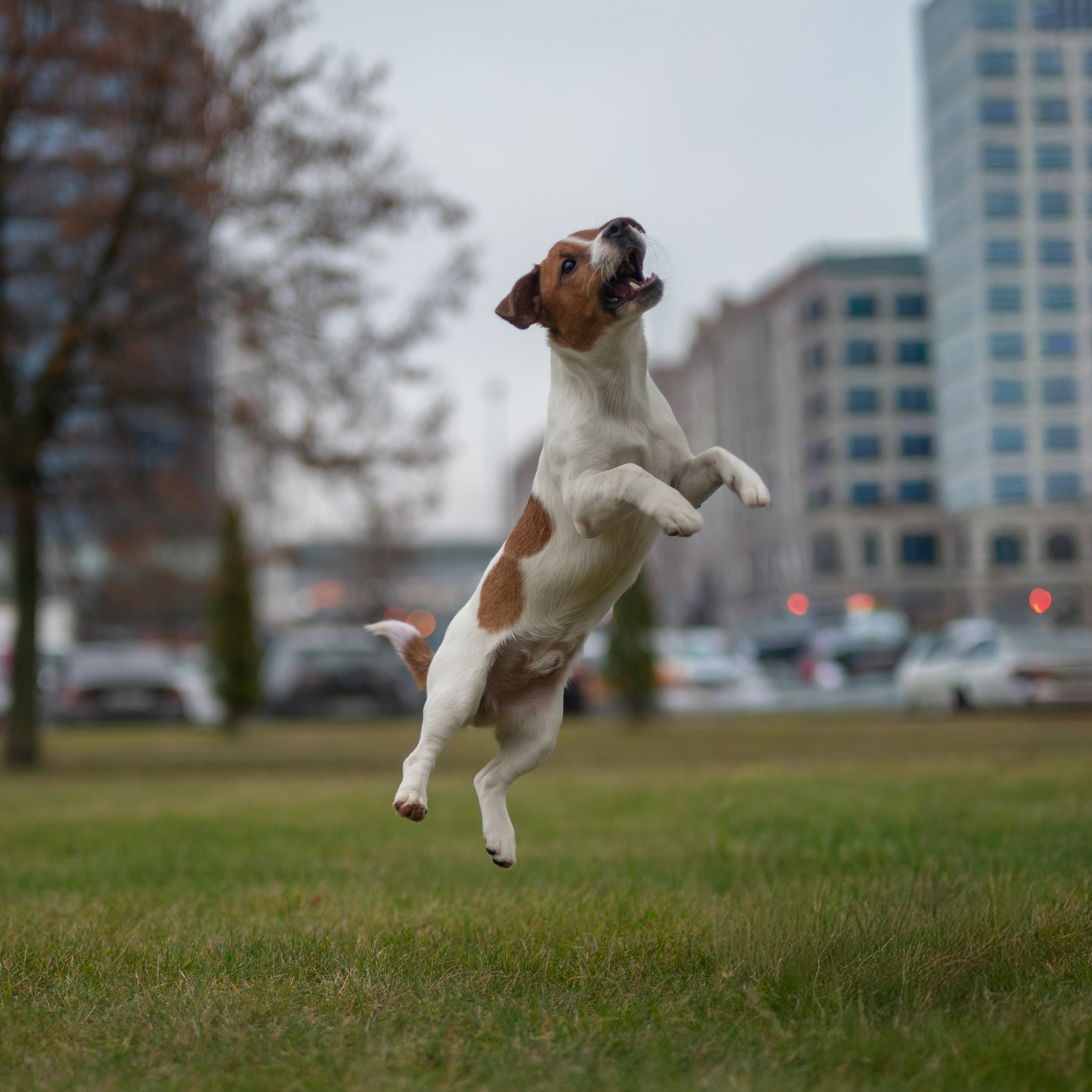 Цезарь — Минск — Ноябрь 2025. Фотограф — анималист RISHELL PHOTO