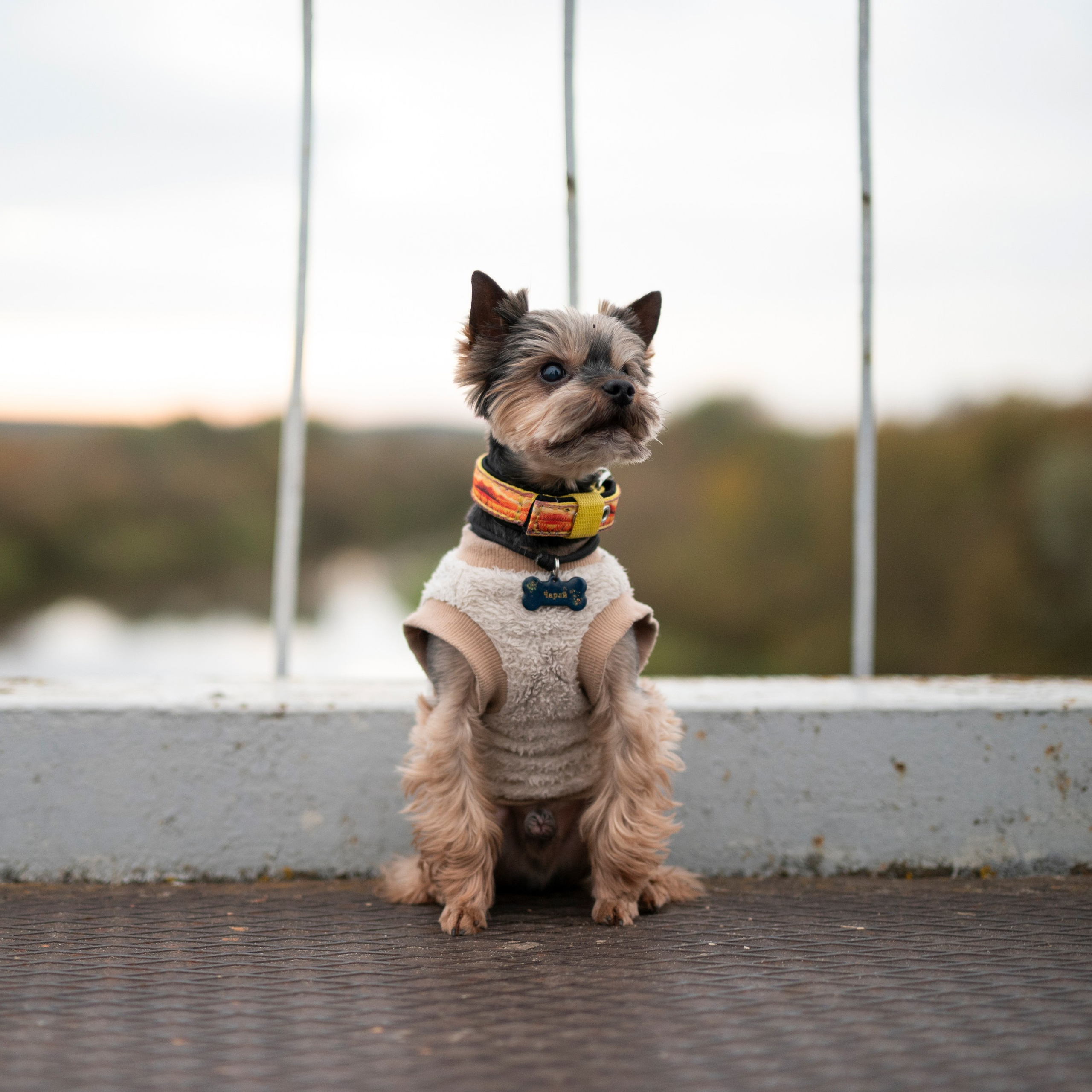 Чарли — Октябрь 2025 — Борисов. Фотограф — анималист RISHELL PHOTO