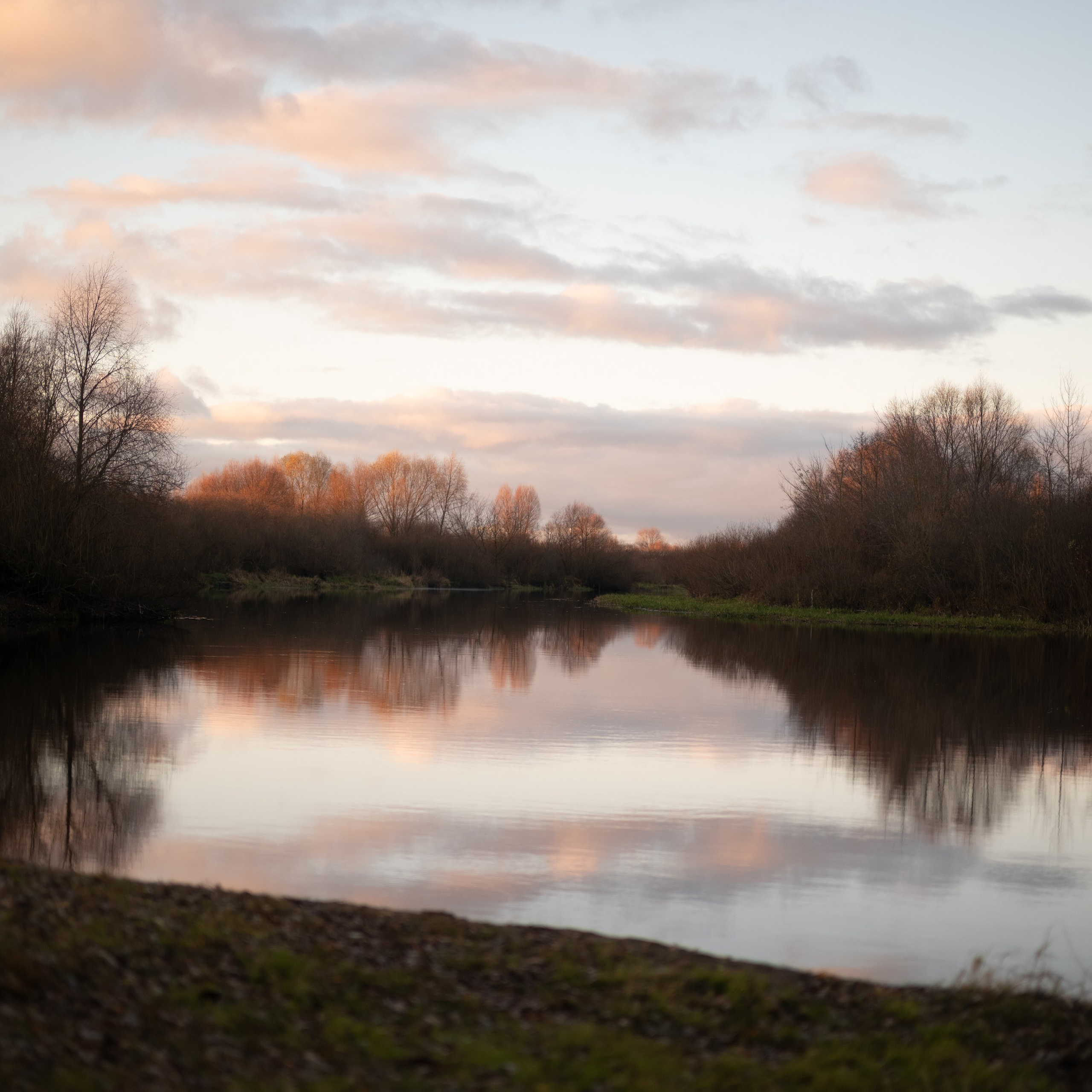 Фотосессия собаки Борисов, Минск.