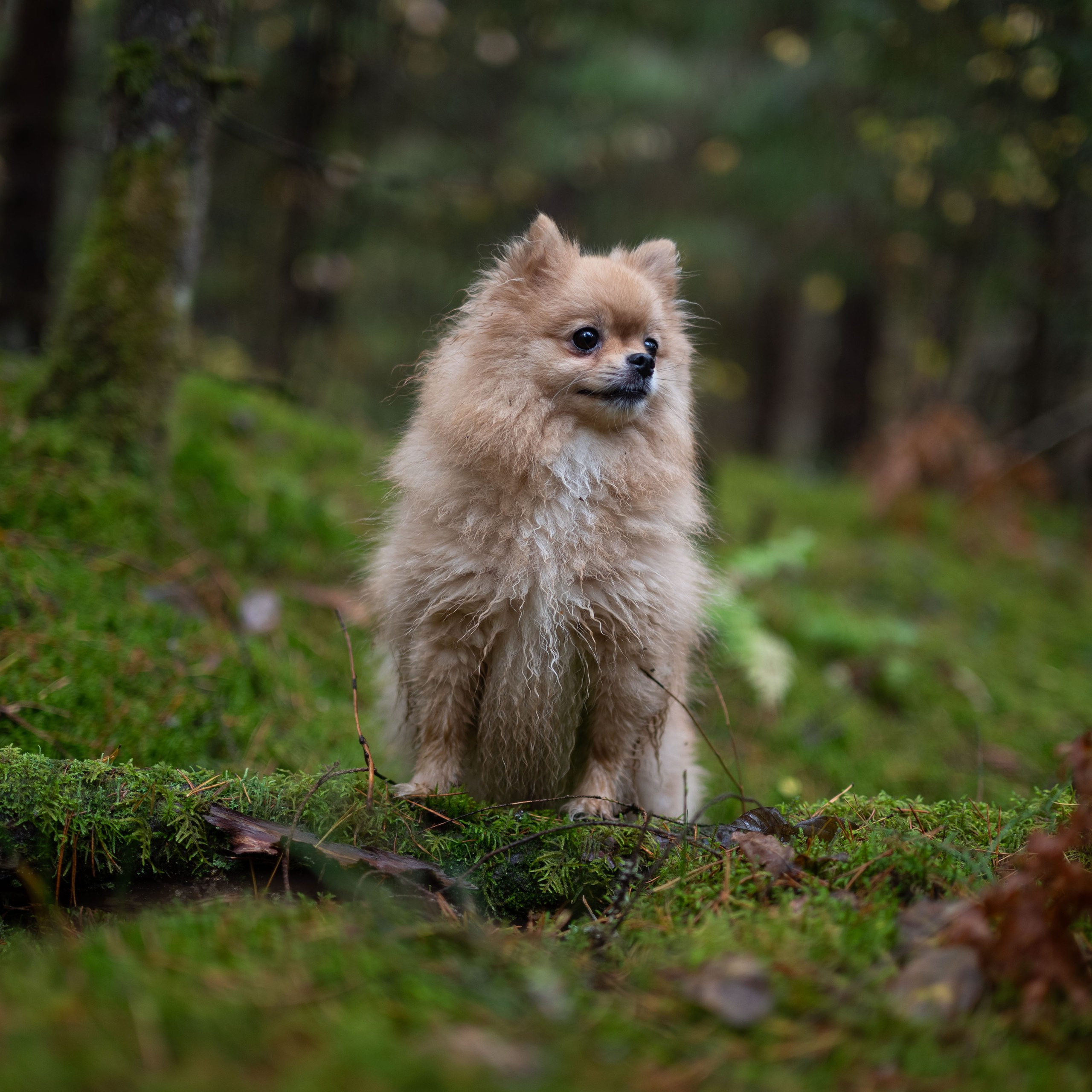 МИШЕЛЬ — Октябрь 2025. Фотограф — анималист RISHELL PHOTO