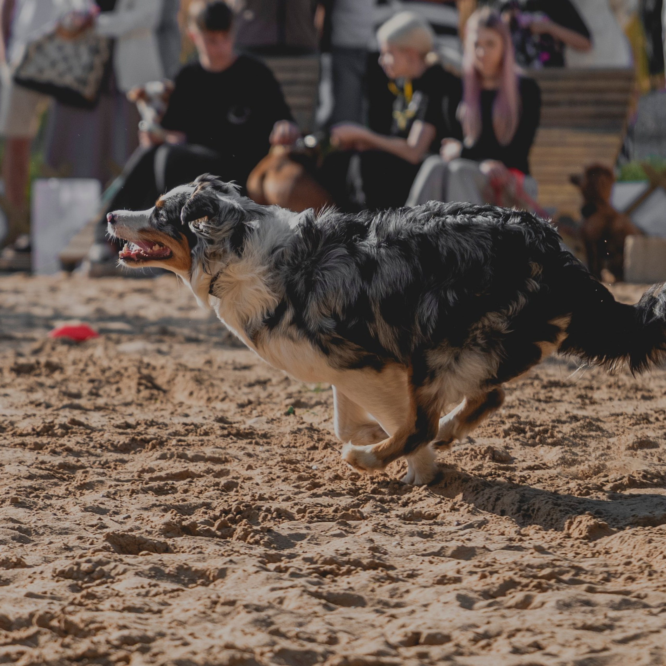 Pets Fest 08.08.2026. Фотосессия собак Минск, Борисов | Фотограф-анималист Арина RISHELL PHOTO