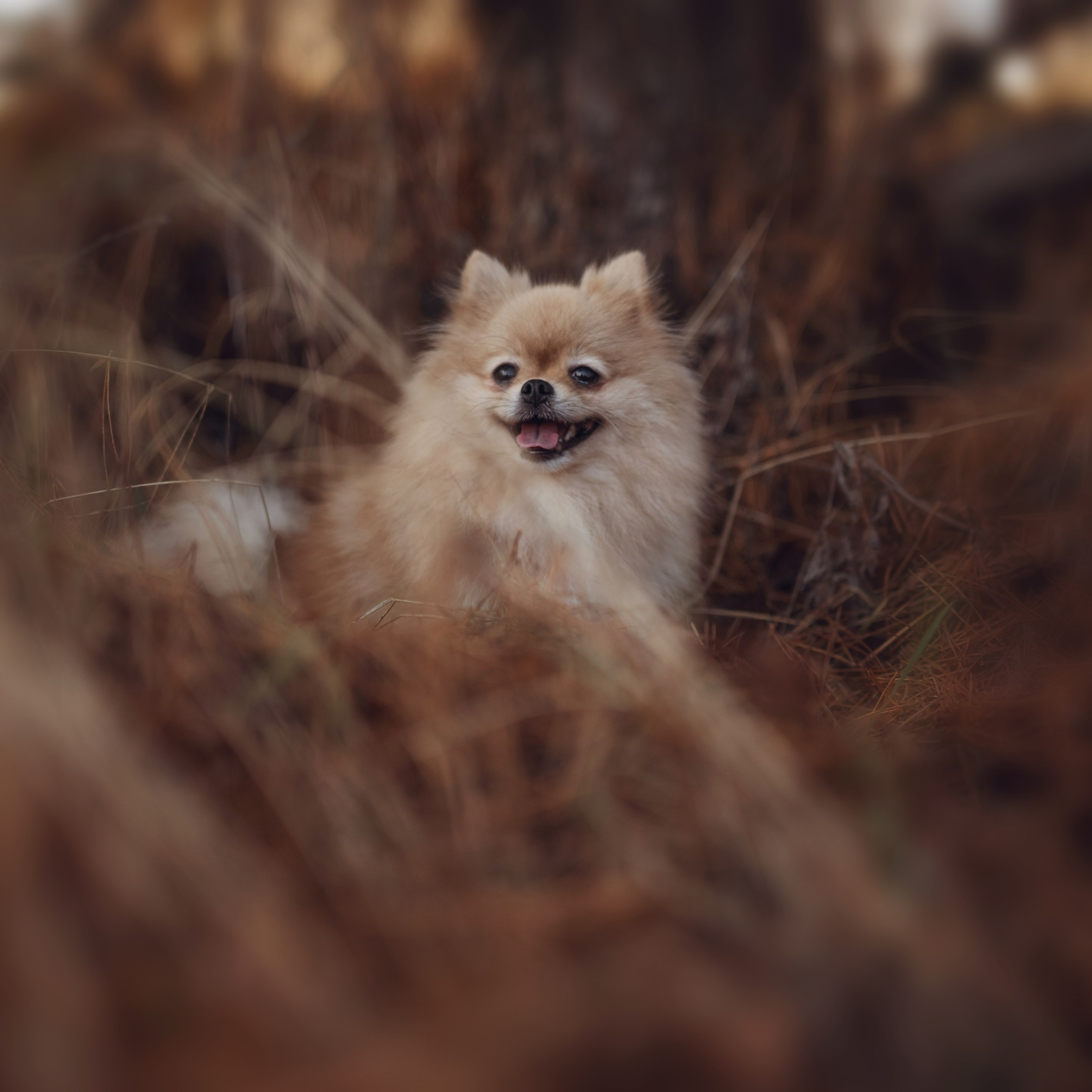 Мишель — Ноябрь 2025. Фотограф — анималист RISHELL PHOTO