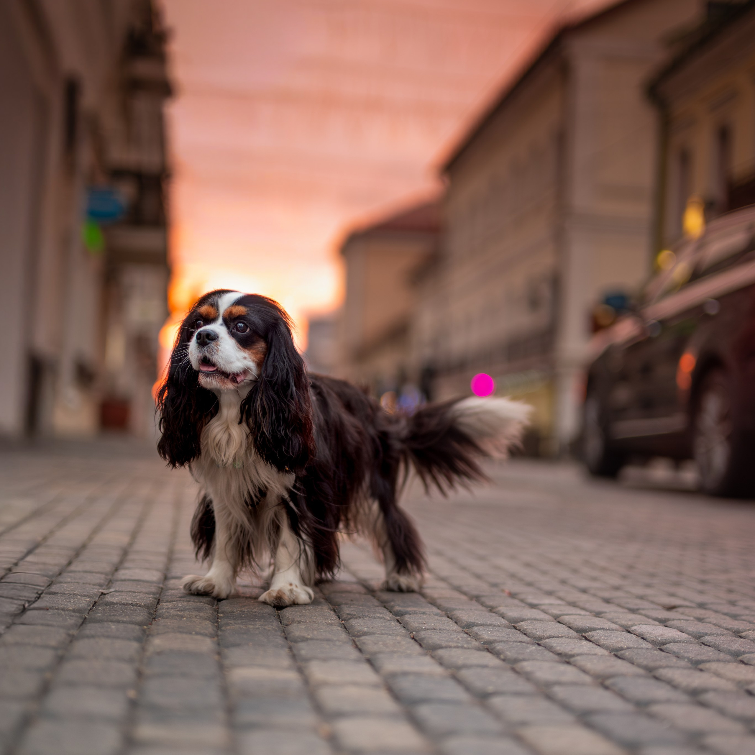 Арни — Минск — Ноябрь 2025. Фотограф — анималист RISHELL PHOTO