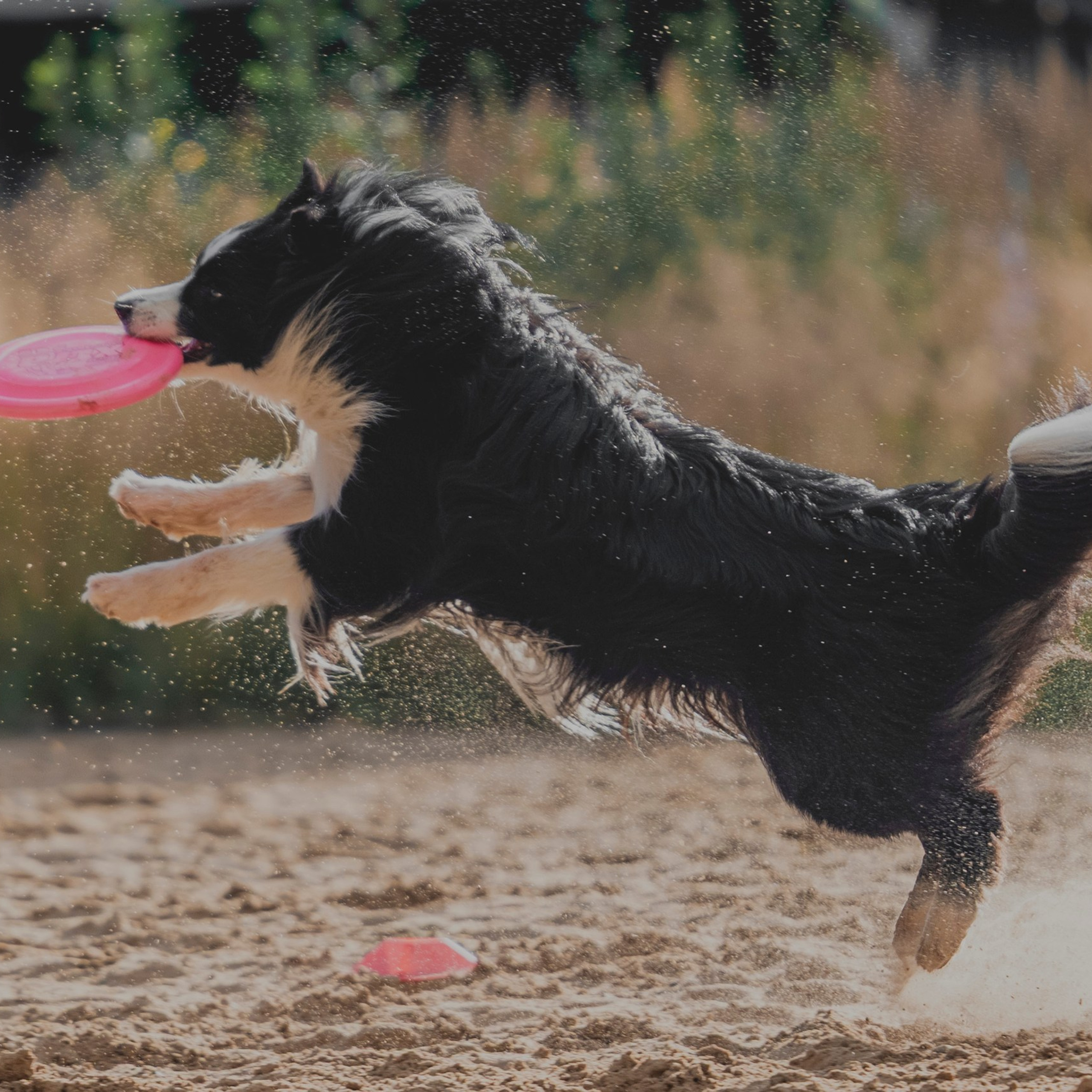 Pets Fest 08.08.2026. Фотосессия собак Минск, Борисов | Фотограф-анималист Арина RISHELL PHOTO
