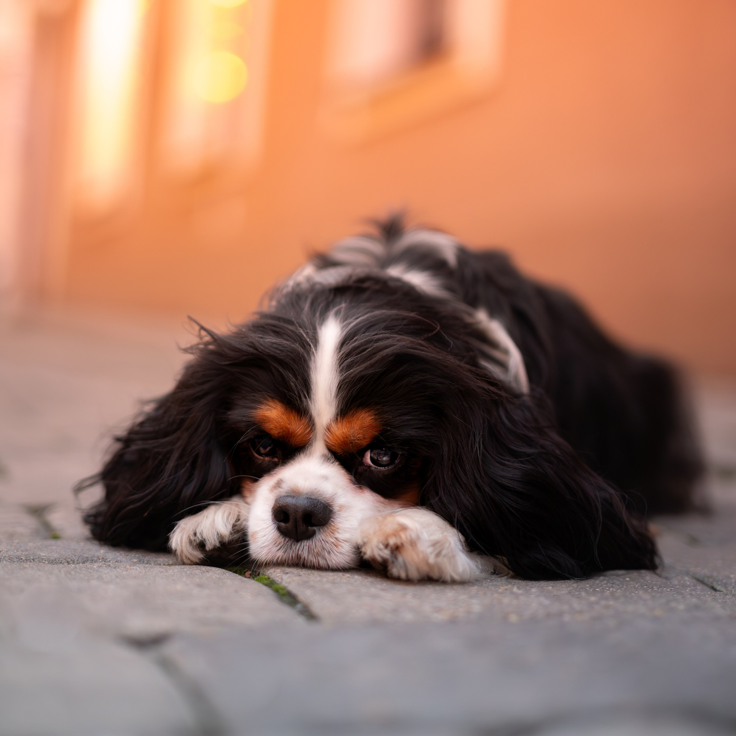 Арни — Минск — Ноябрь 2025. Фотограф — анималист RISHELL PHOTO