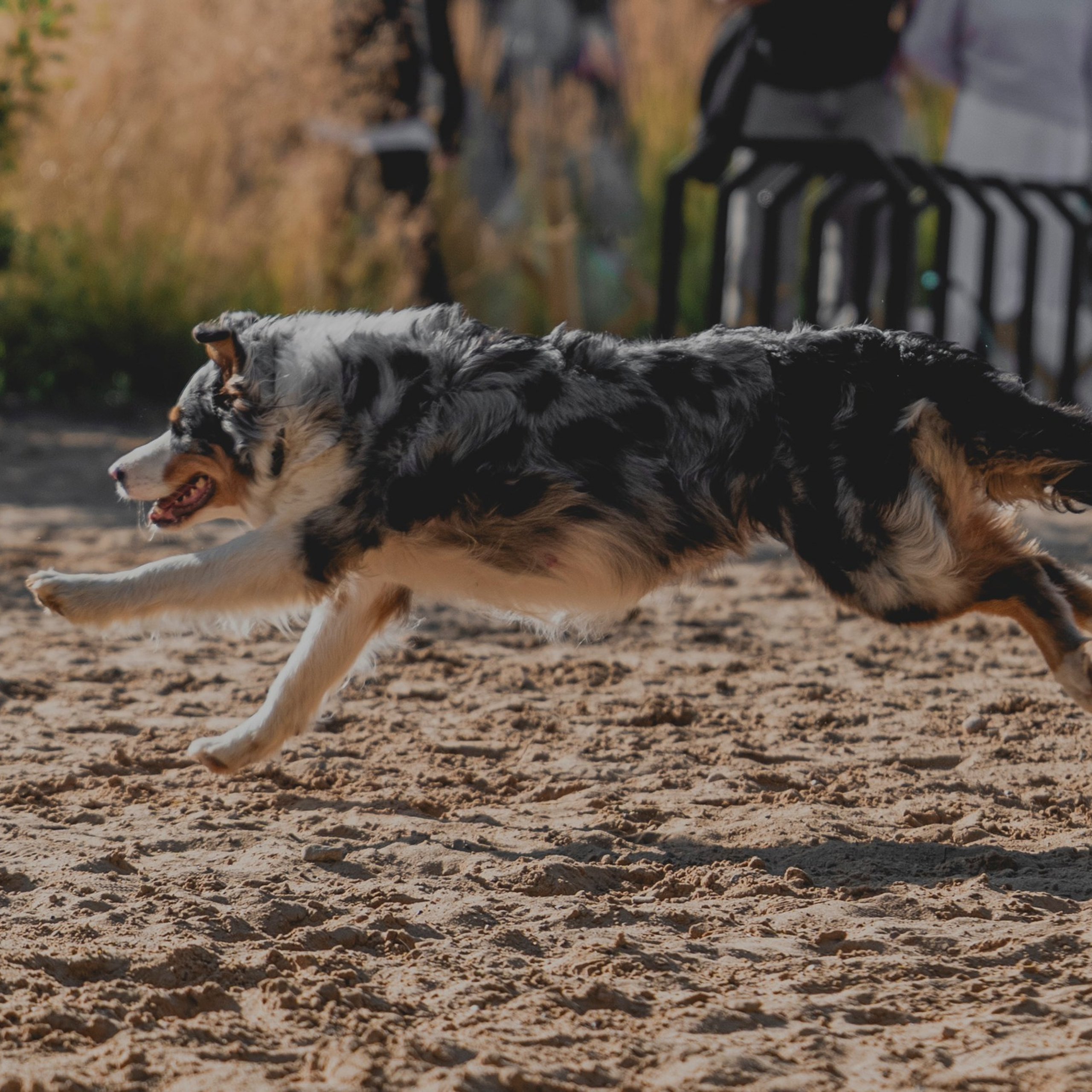 Pets Fest 08.08.2026. Фотосессия собак Минск, Борисов | Фотограф-анималист Арина RISHELL PHOTO