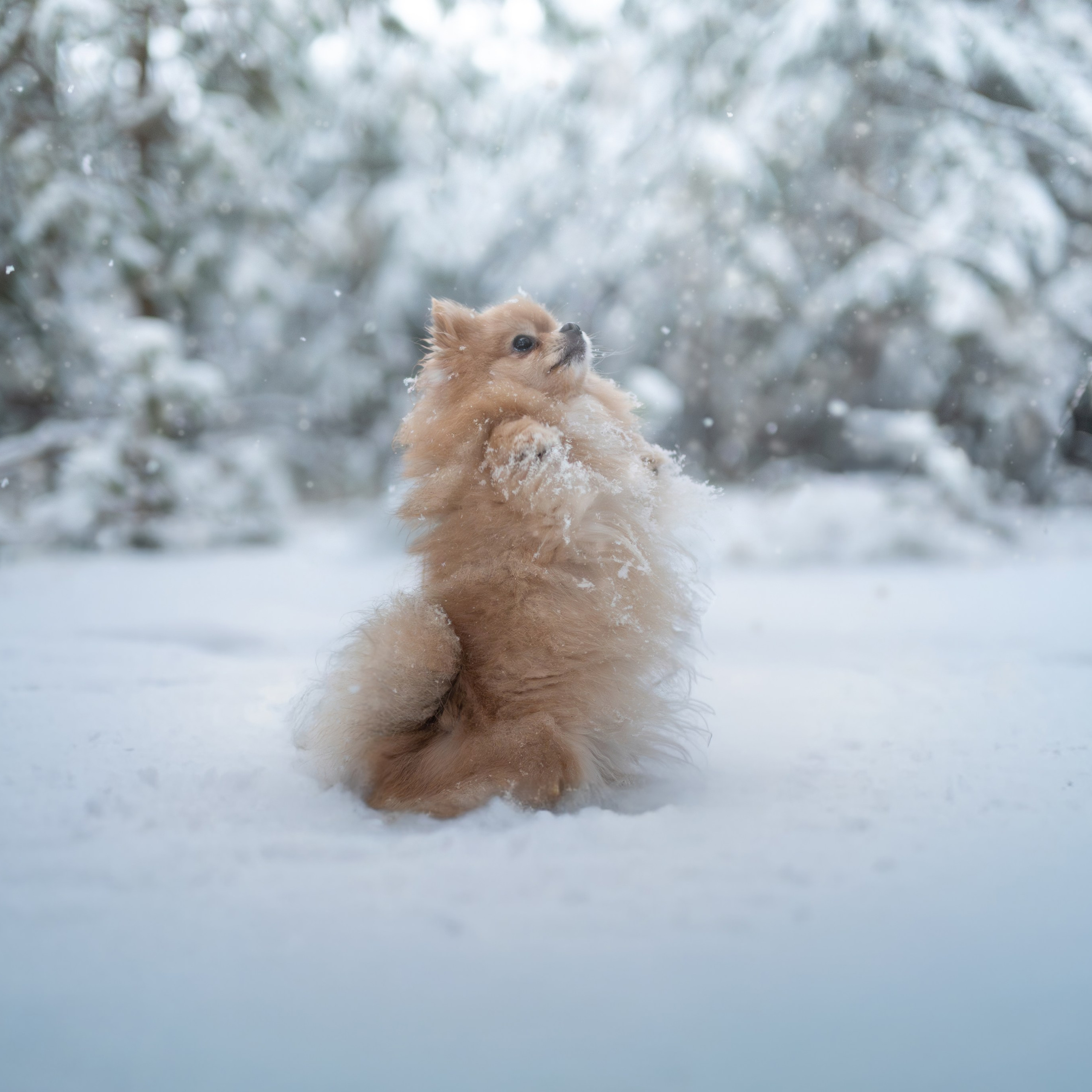 Первый снег — Ноябрь 2025. Фотограф — анималист RISHELL PHOTO