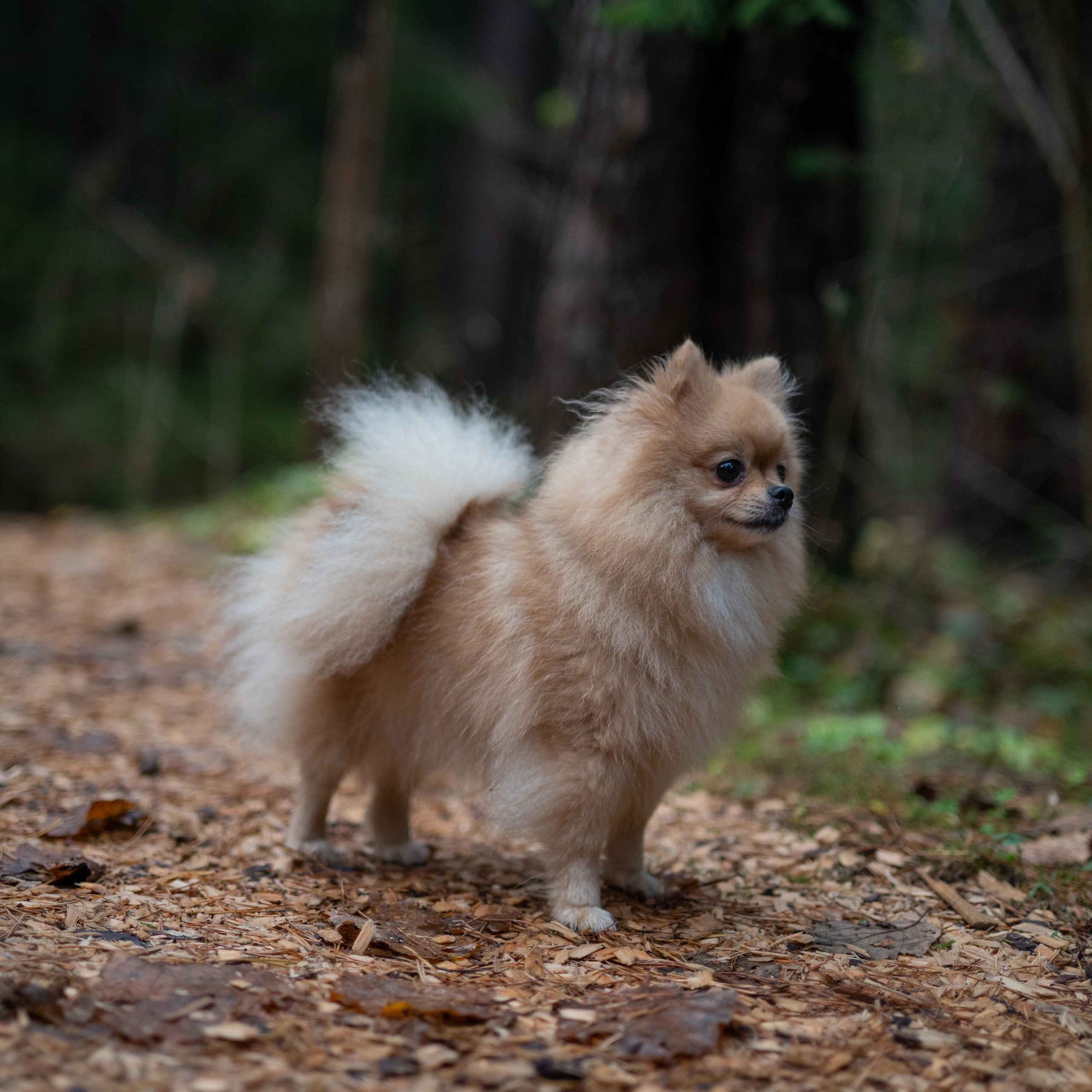 Мишель -Эко тропа — Борисов — Ноябрь 2025. Фотограф — анималист RISHELL PHOTO