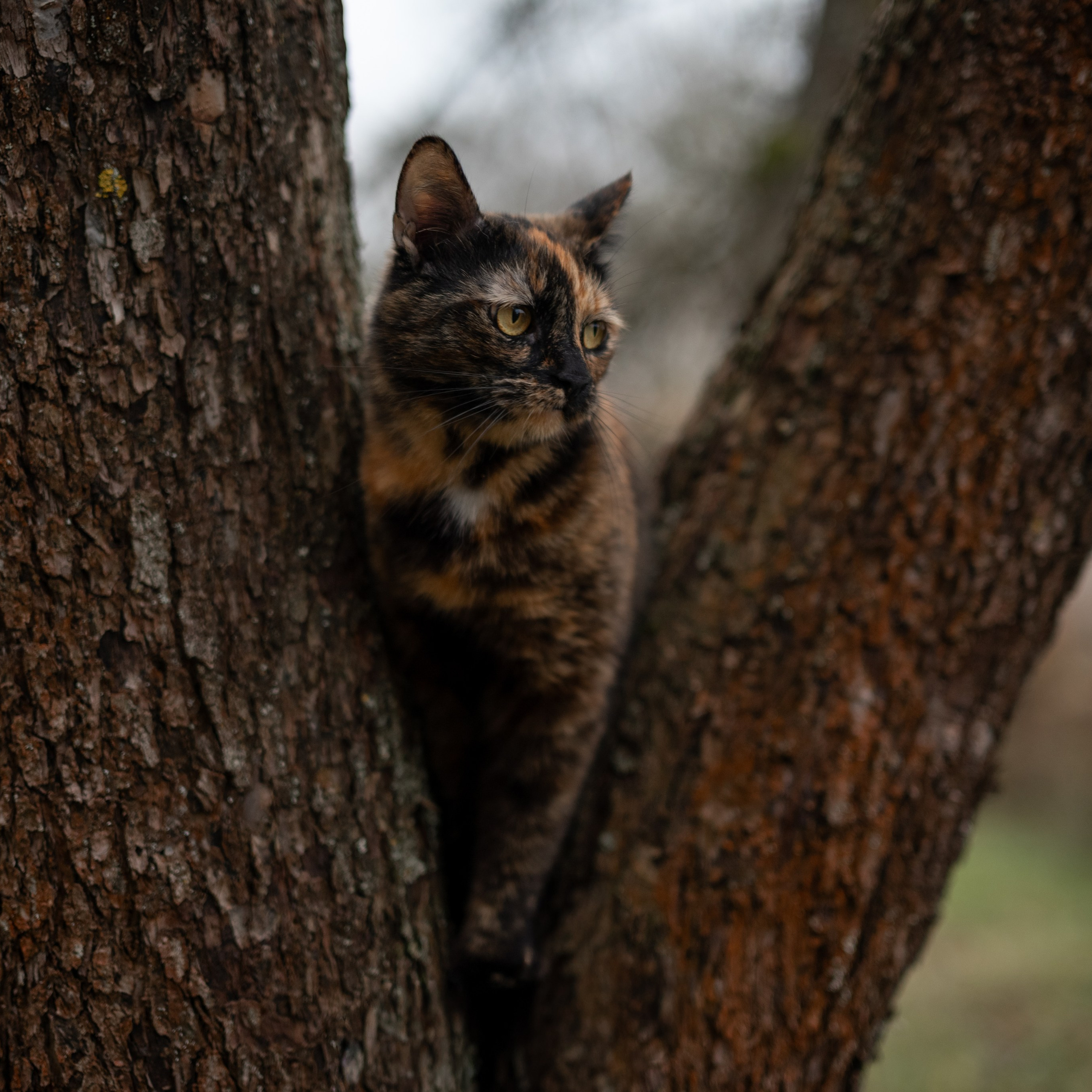 Стеша — Октябрь 2025. Фотограф — анималист RISHELL PHOTO