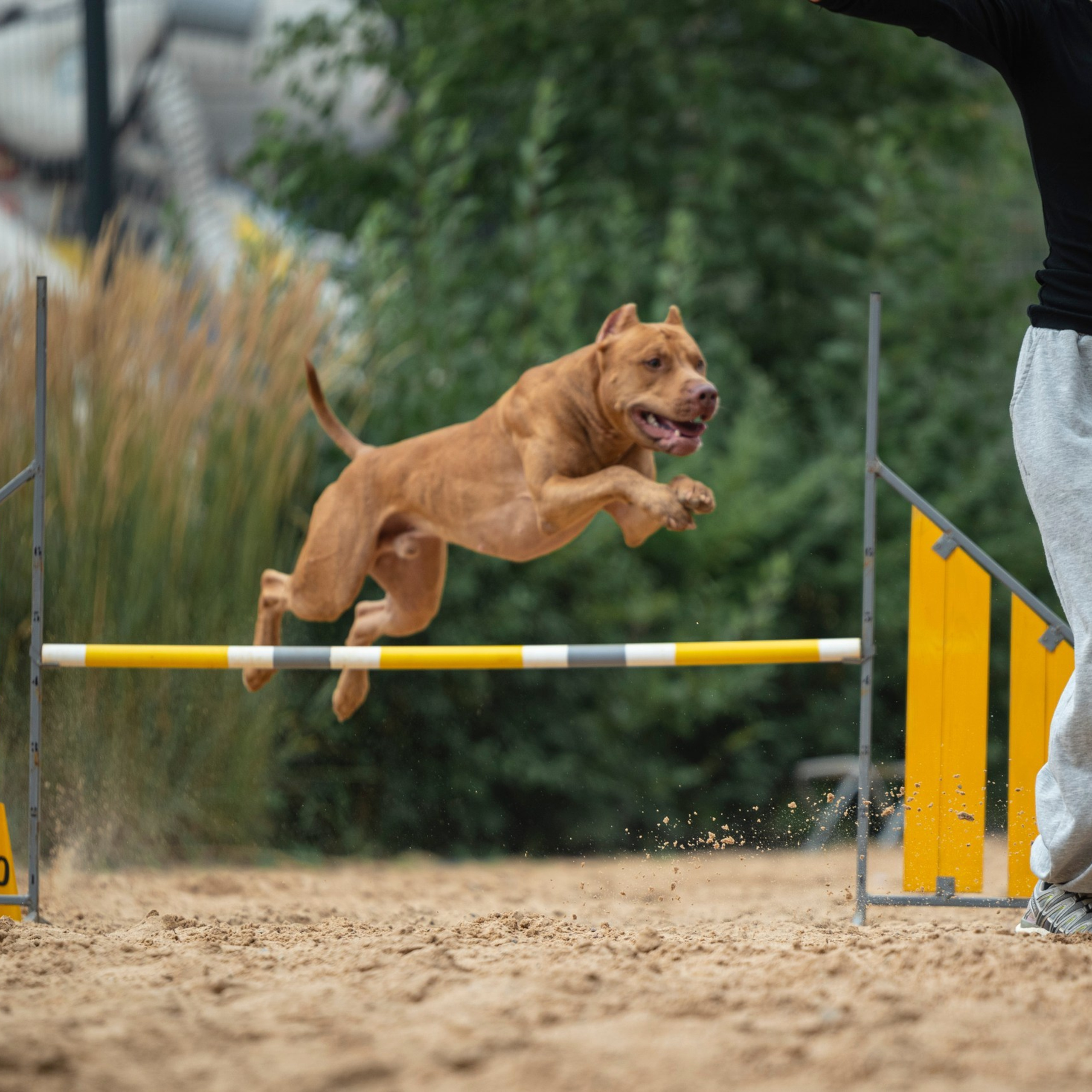 Pets Fest 08.08.2026. Фотосессия собак Минск, Борисов | Фотограф-анималист Арина RISHELL PHOTO