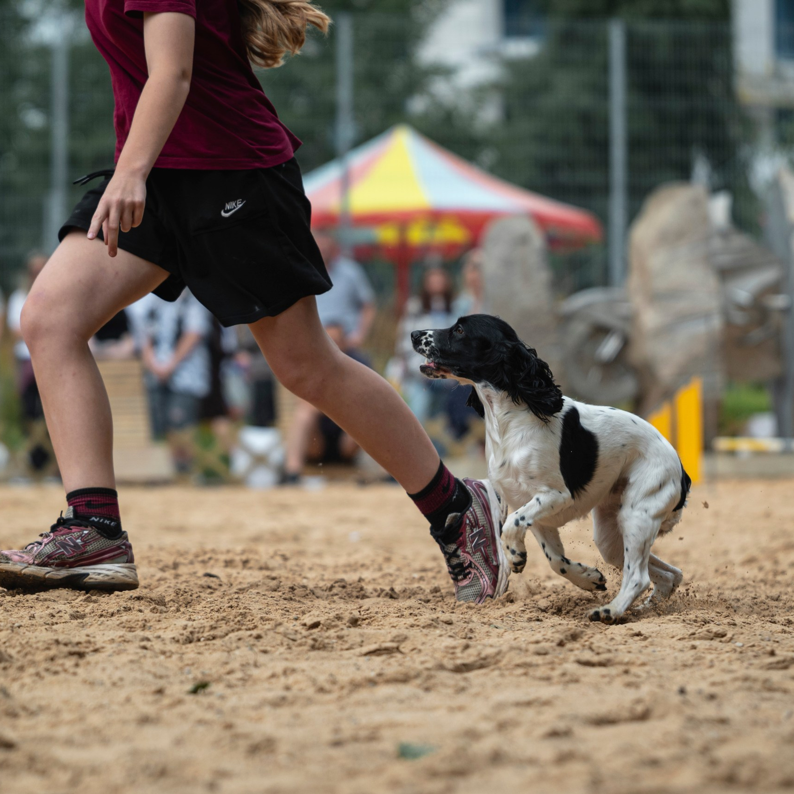 Pets Fest 08.08.2026. Фотосессия собак Минск, Борисов | Фотограф-анималист Арина RISHELL PHOTO