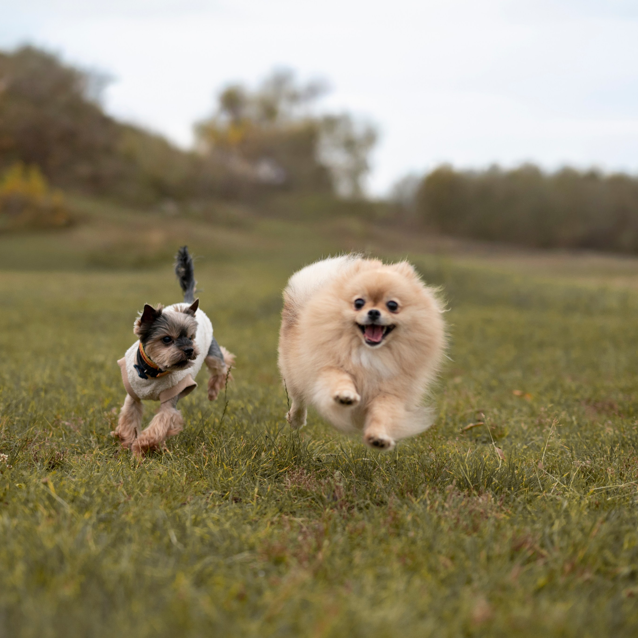 Чарли — Октябрь 2025 — Борисов. Фотограф — анималист RISHELL PHOTO