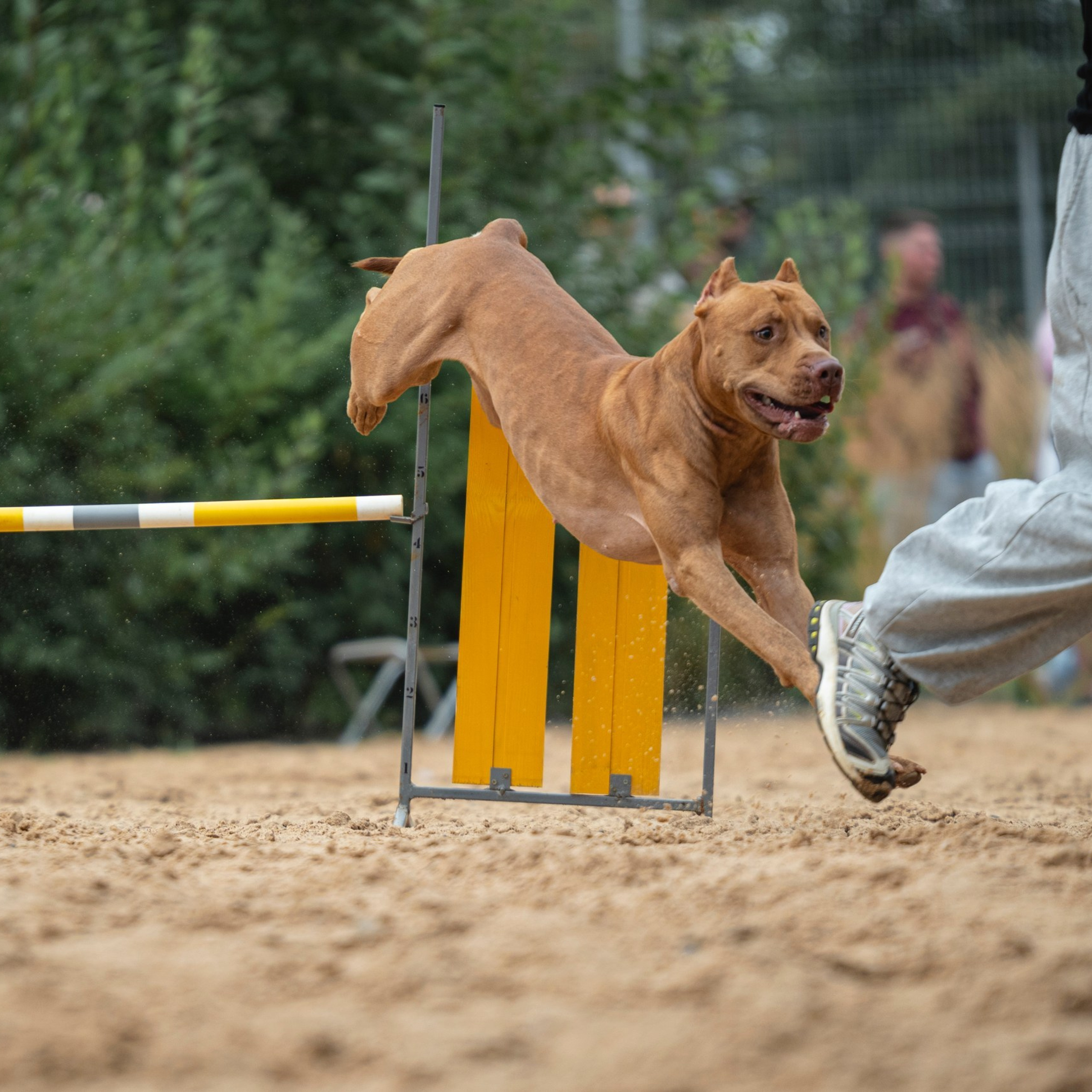 Pets Fest 08.08.2026. Фотосессия собак Минск, Борисов | Фотограф-анималист Арина RISHELL PHOTO