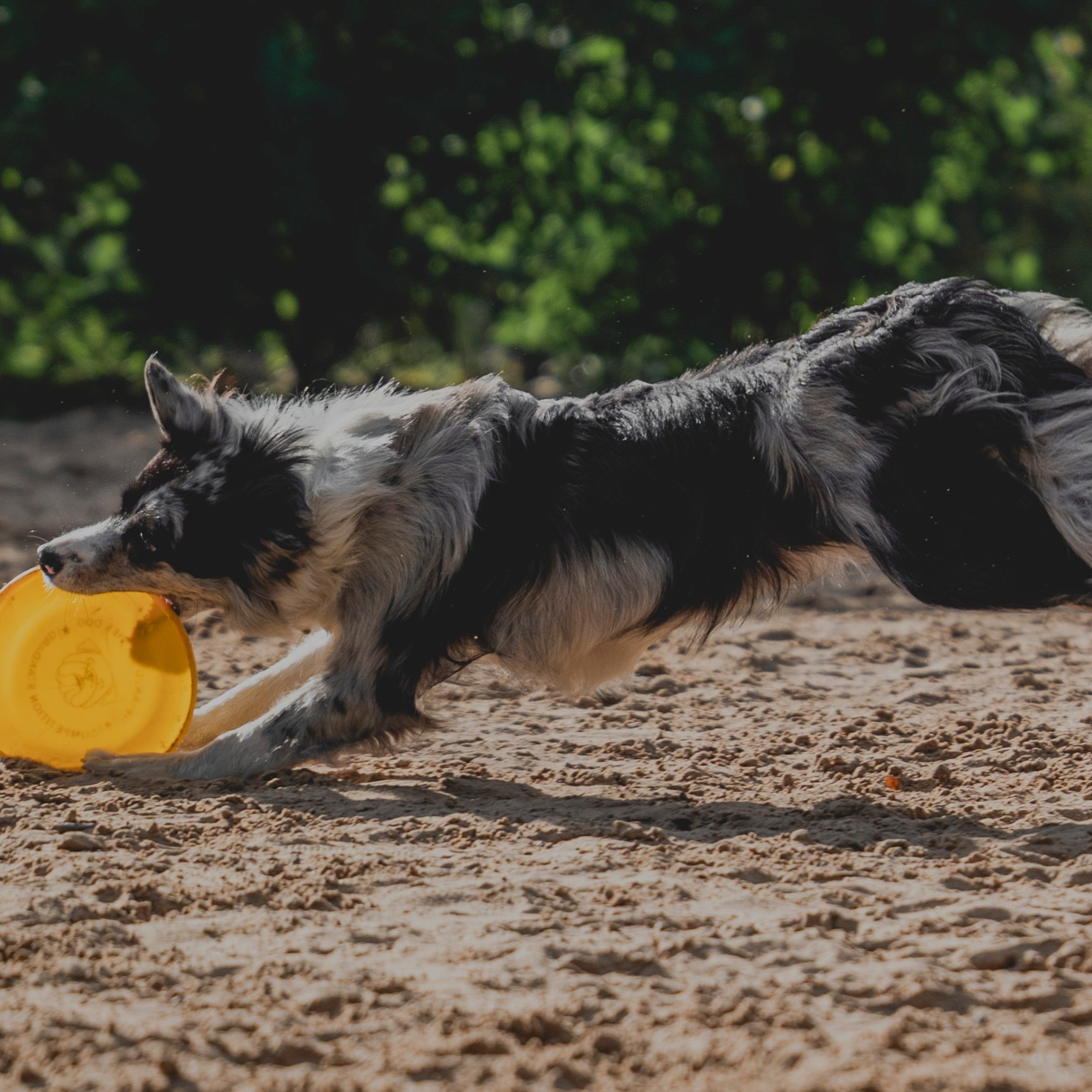 Pets Fest 08.08.2026. Фотосессия собак Минск, Борисов | Фотограф-анималист Арина RISHELL PHOTO