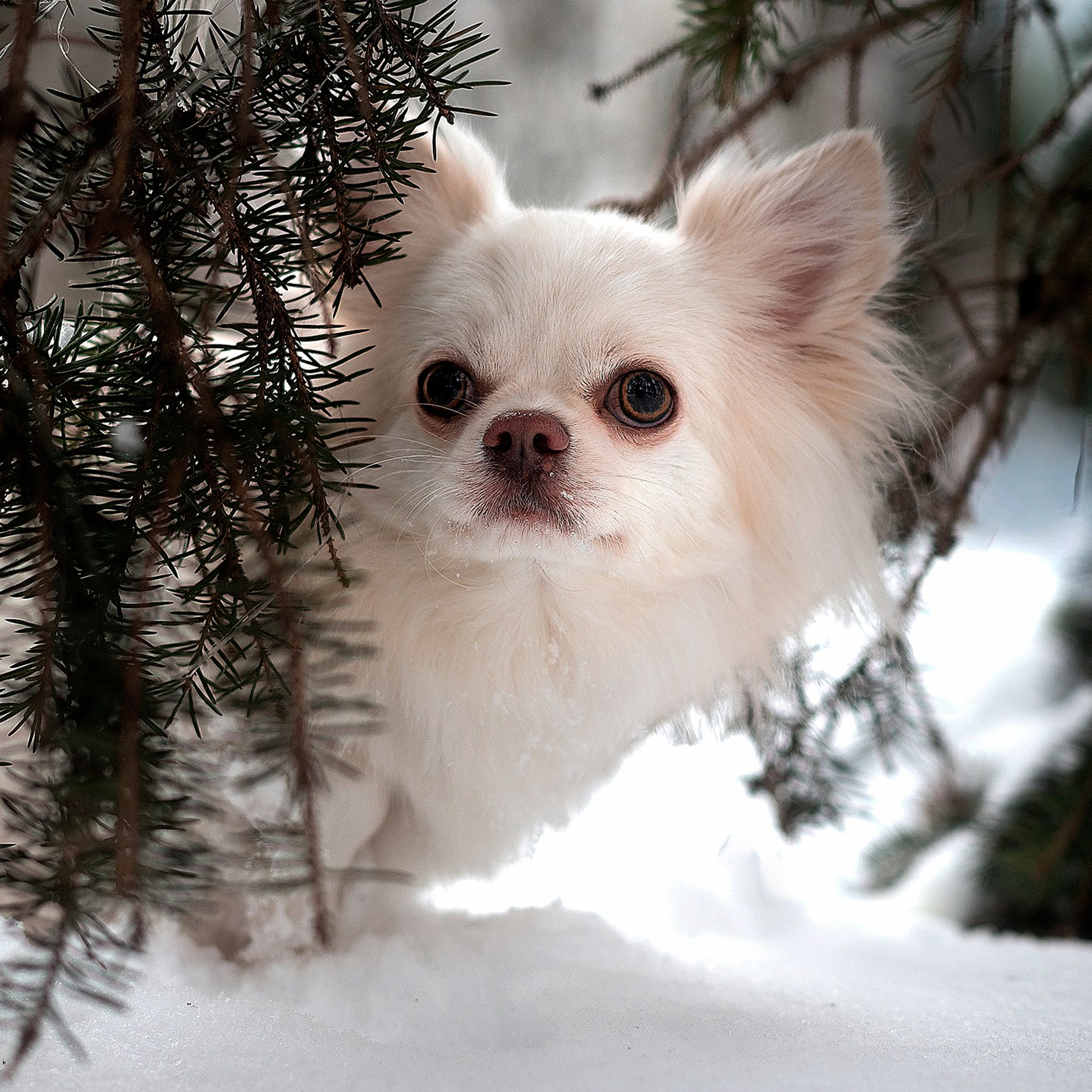 Фото с ретушью. Фотограф — анималист RISHELL PHOTO