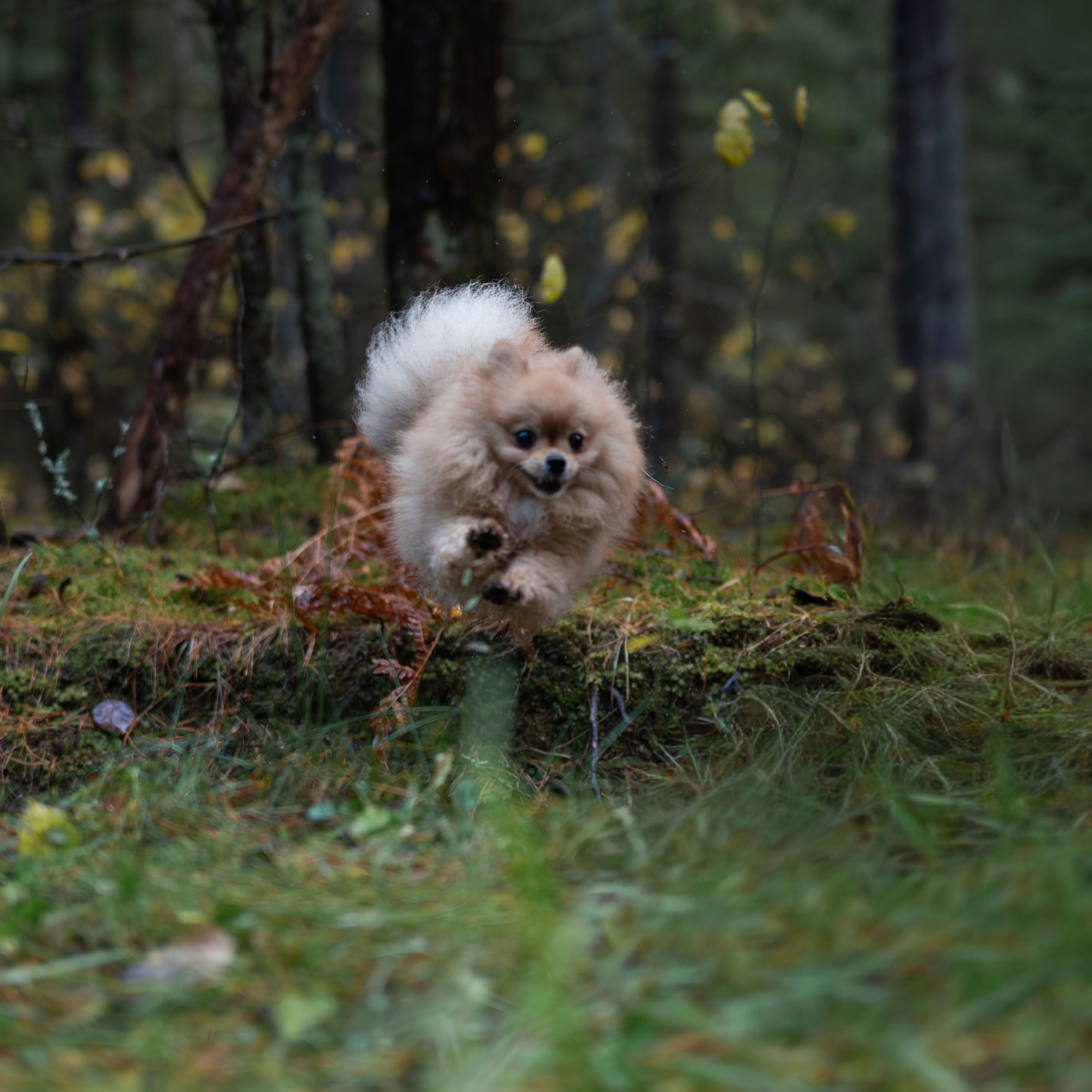 МИШЕЛЬ — Октябрь 2025. Фотограф — анималист RISHELL PHOTO