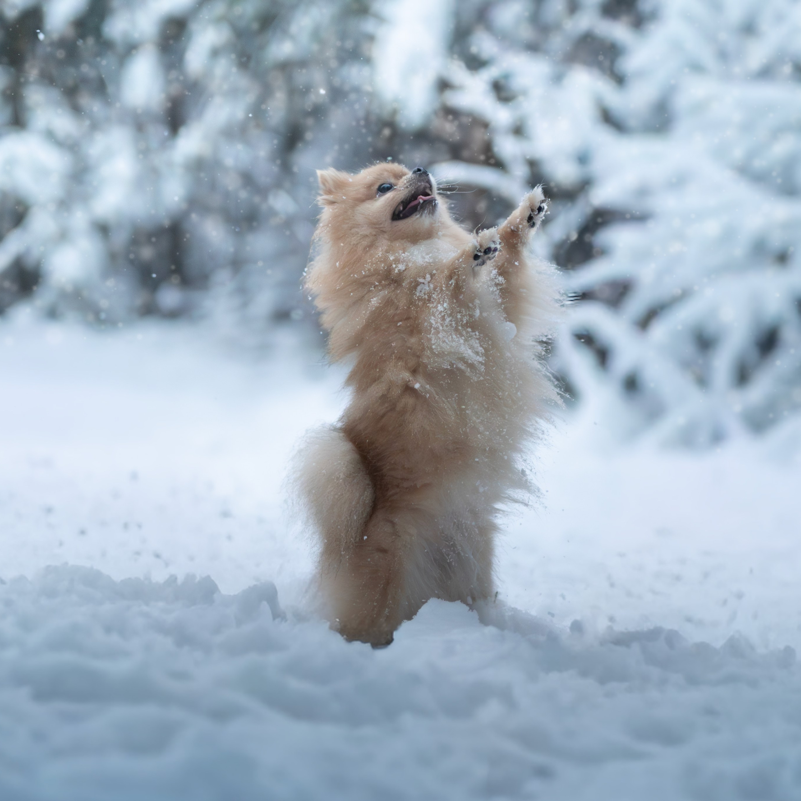Первый снег — Ноябрь 2025. Фотограф — анималист RISHELL PHOTO