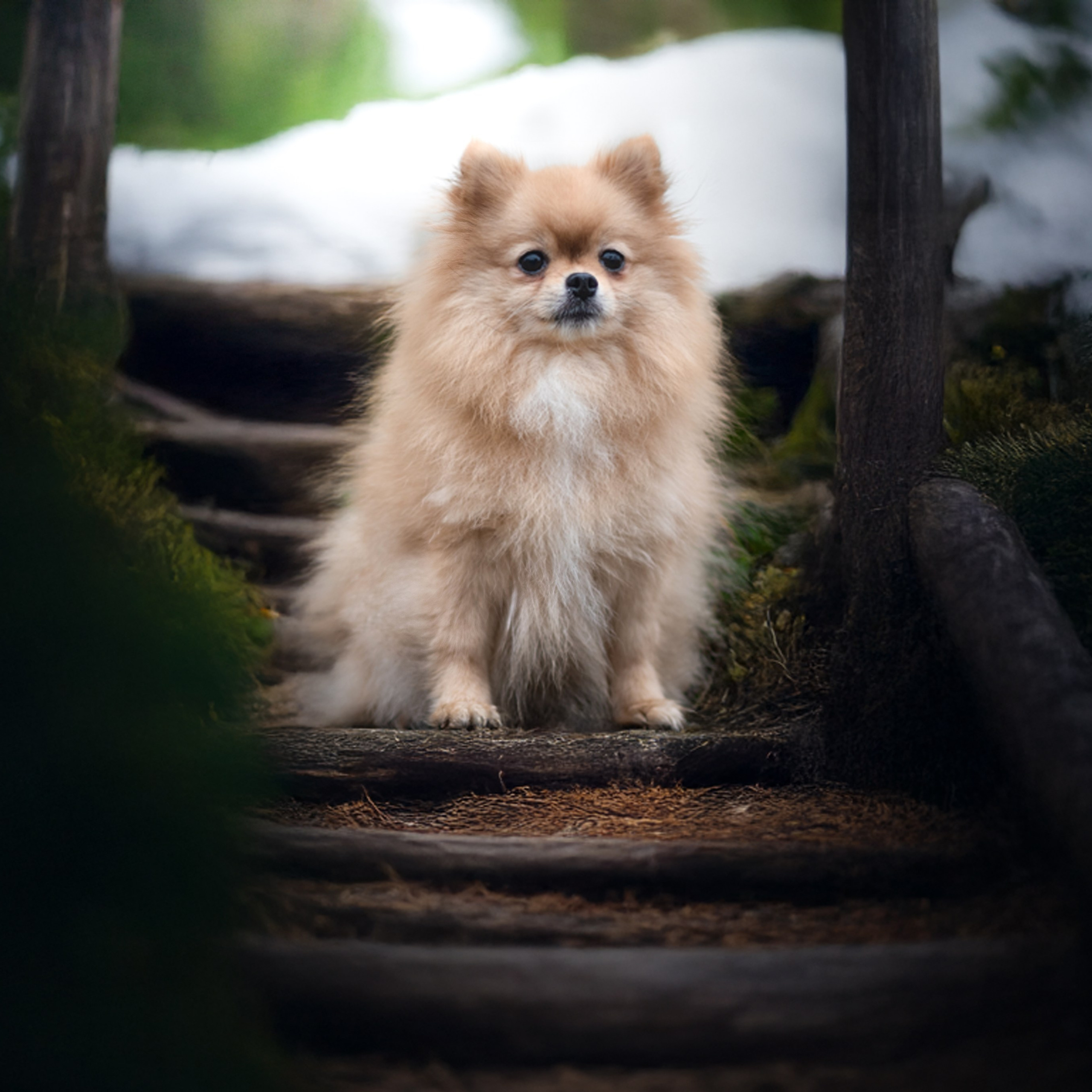 Миша — Декабрь 2025. Фотограф — анималист RISHELL PHOTO