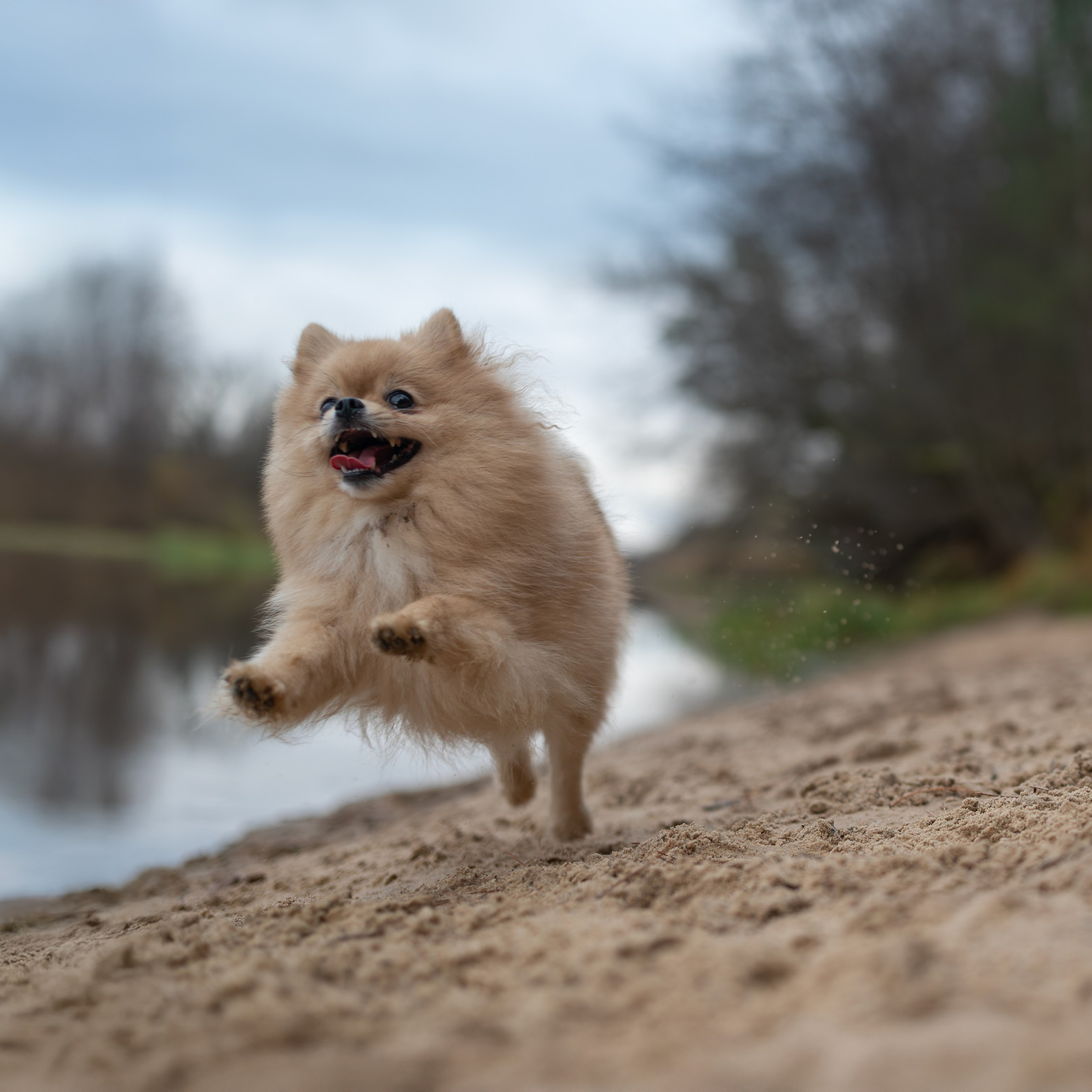 Мишель -Эко тропа — Борисов — Ноябрь 2025. Фотограф — анималист RISHELL PHOTO