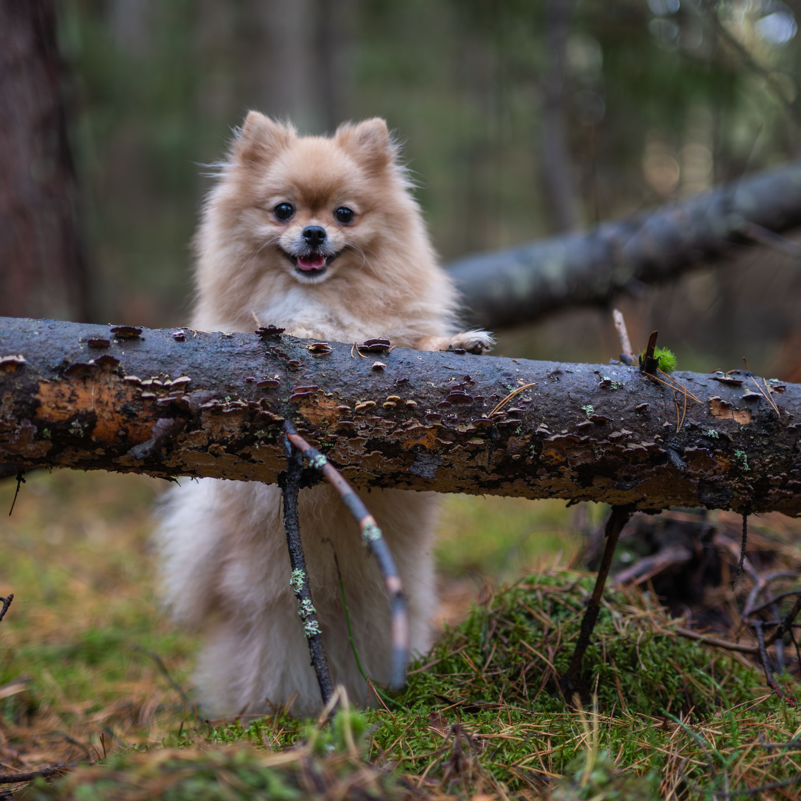 МИШЕЛЬ — Октябрь 2025. Фотограф — анималист RISHELL PHOTO