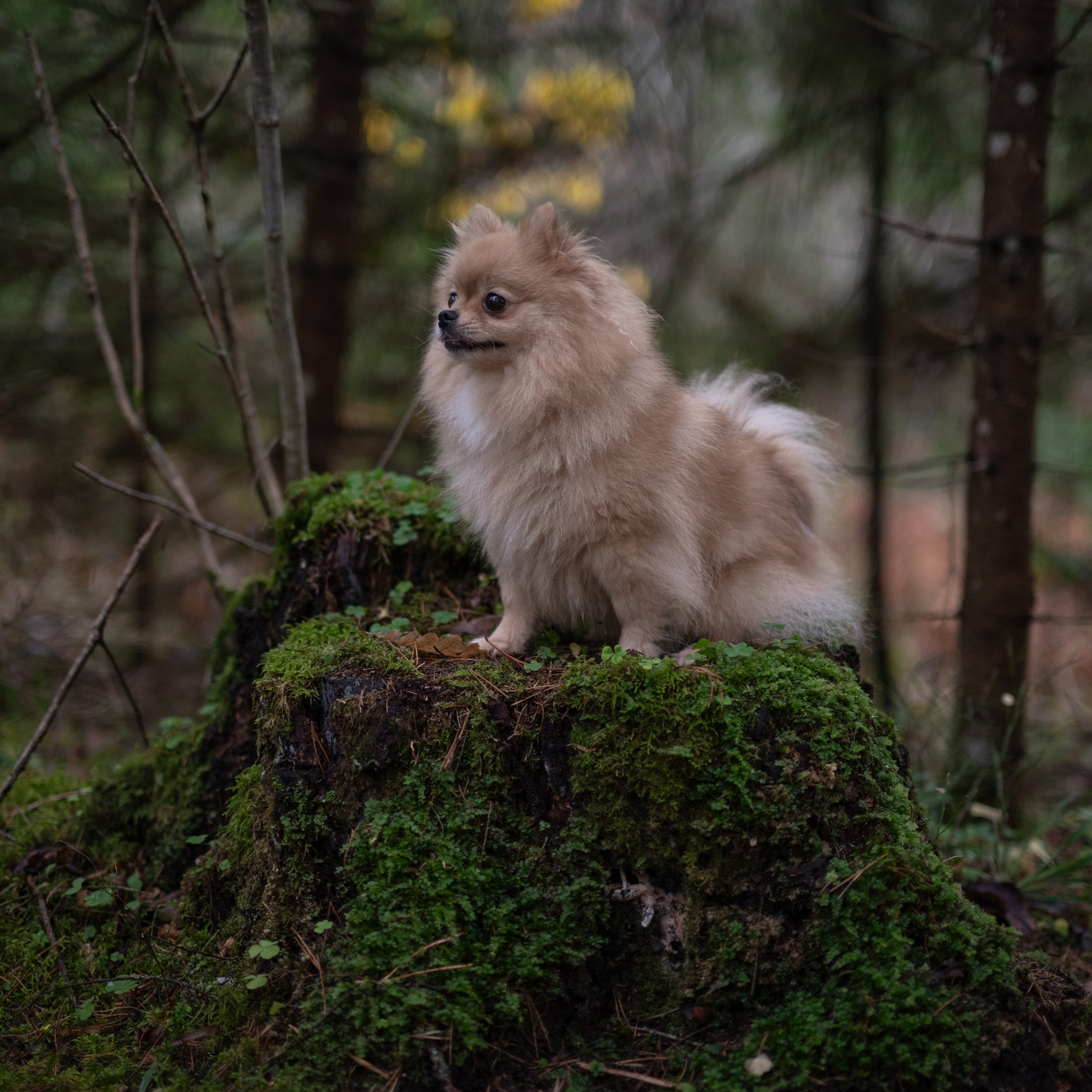 Мишель -Эко тропа — Борисов — Ноябрь 2025. Фотограф — анималист RISHELL PHOTO