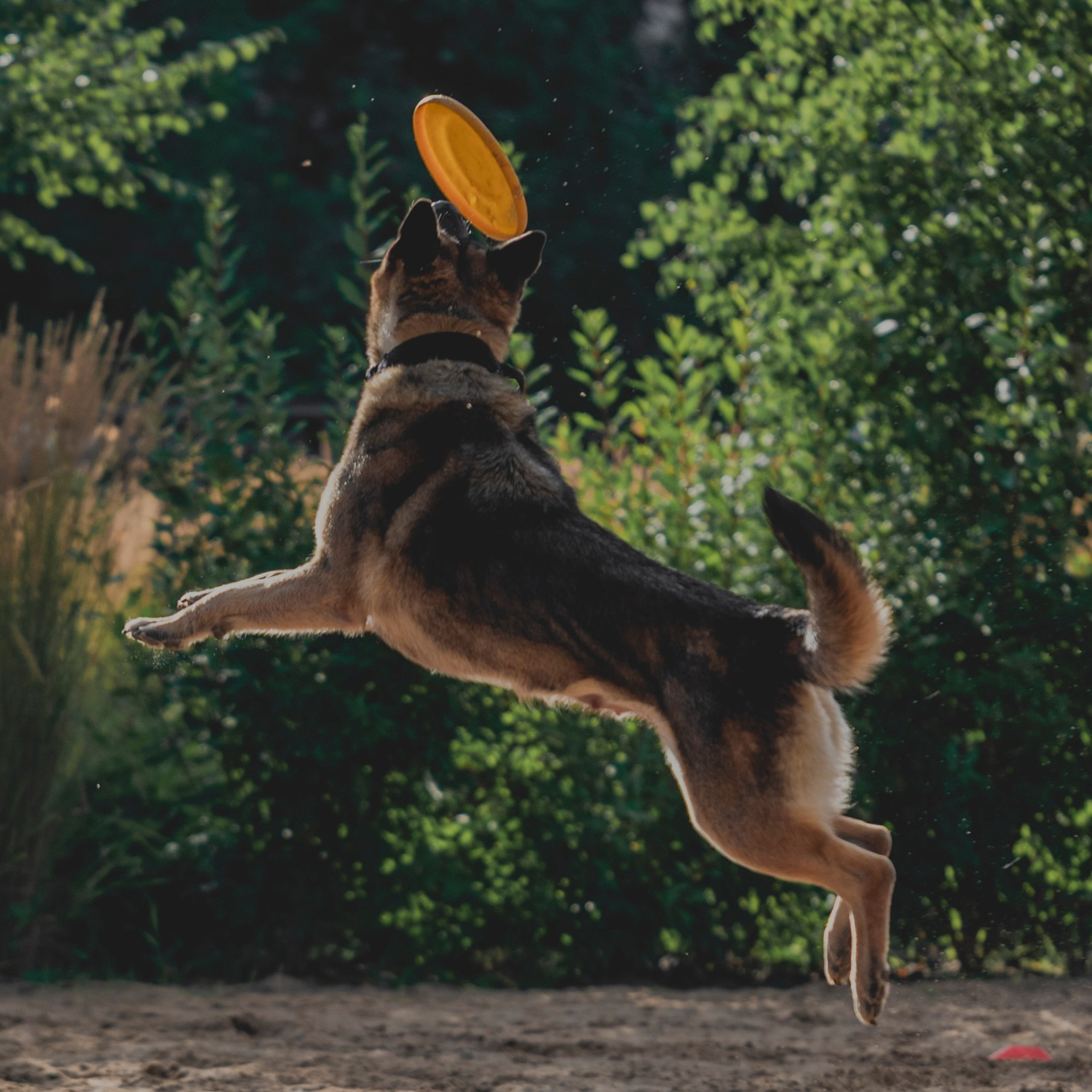 Pets Fest 08.08.2026. Фотосессия собак Минск, Борисов | Фотограф-анималист Арина RISHELL PHOTO