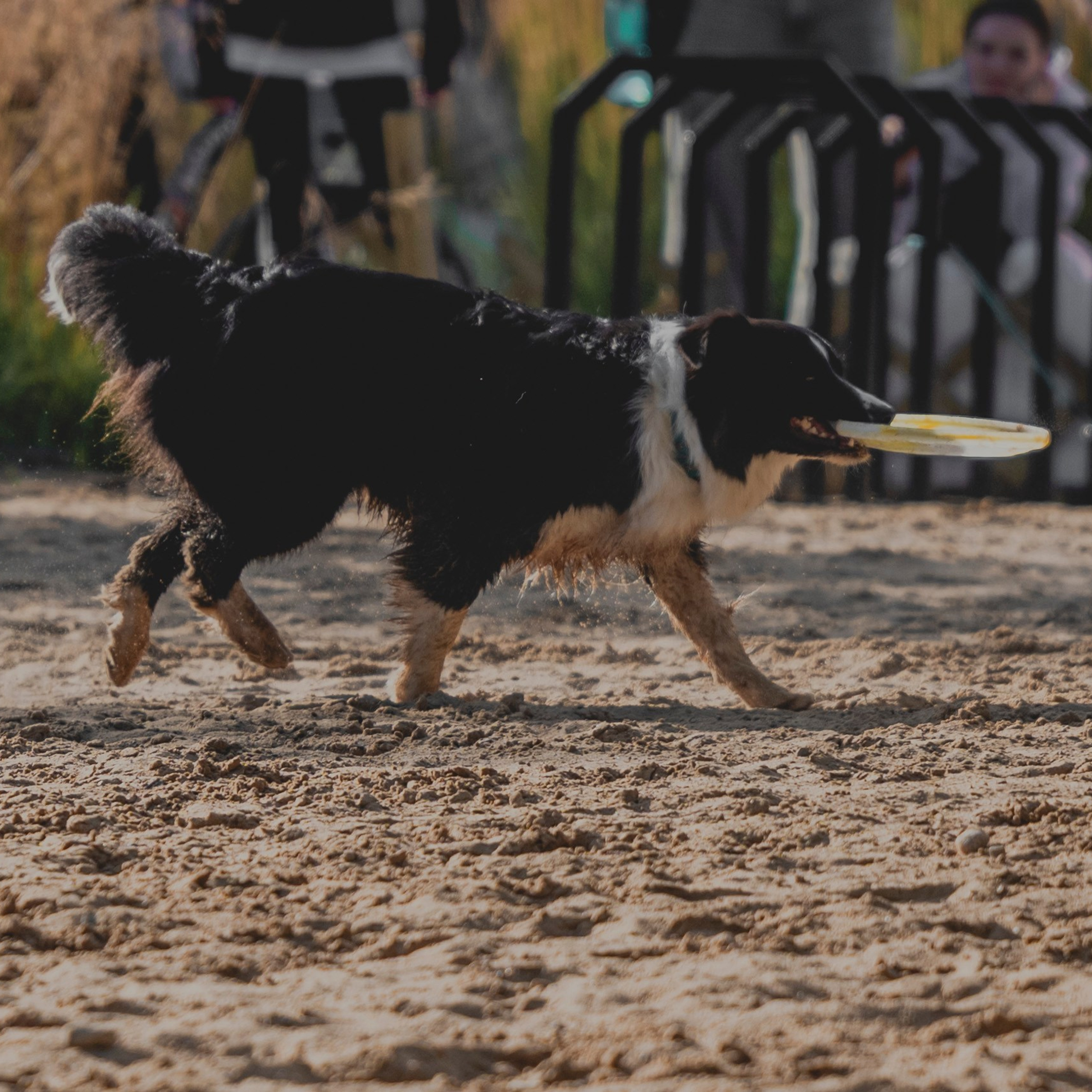 Pets Fest 08.08.2026. Фотосессия собак Минск, Борисов | Фотограф-анималист Арина RISHELL PHOTO