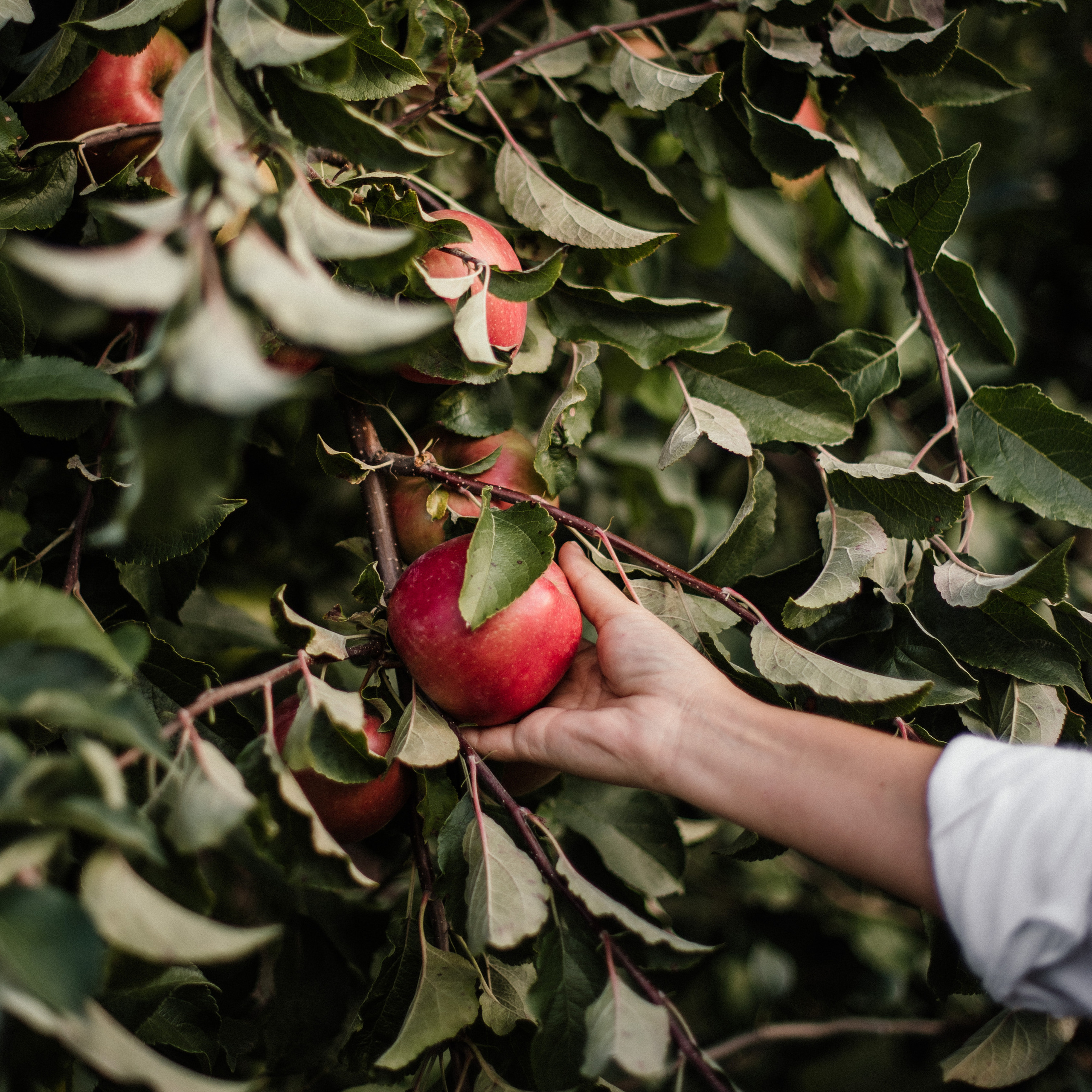 Отзывы. Свадебный и семейный фотограф в Белгороде