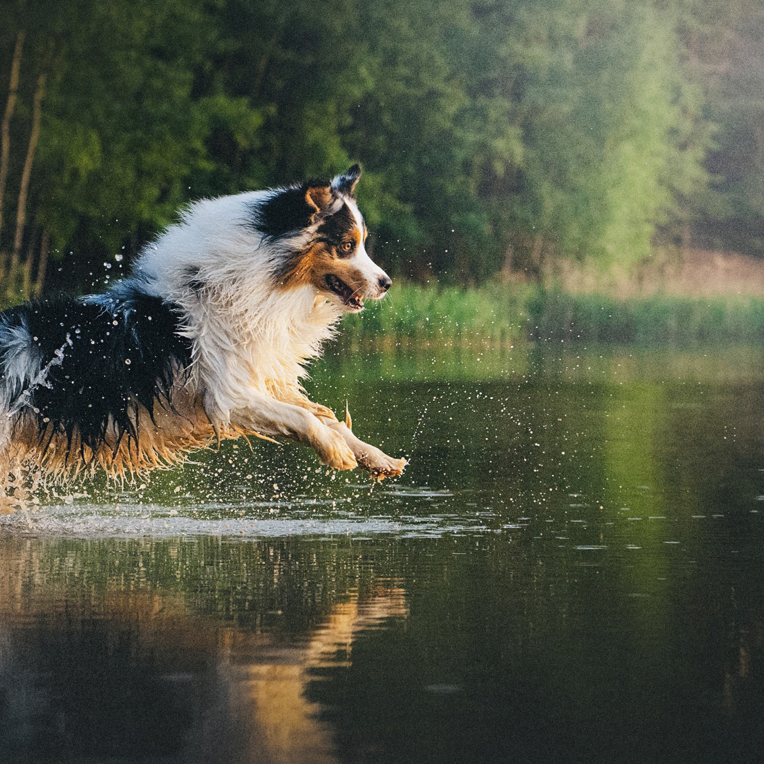Отзывы. Фотограф анималист в Москве и Санкт-Петербурге Свиридова Анна
