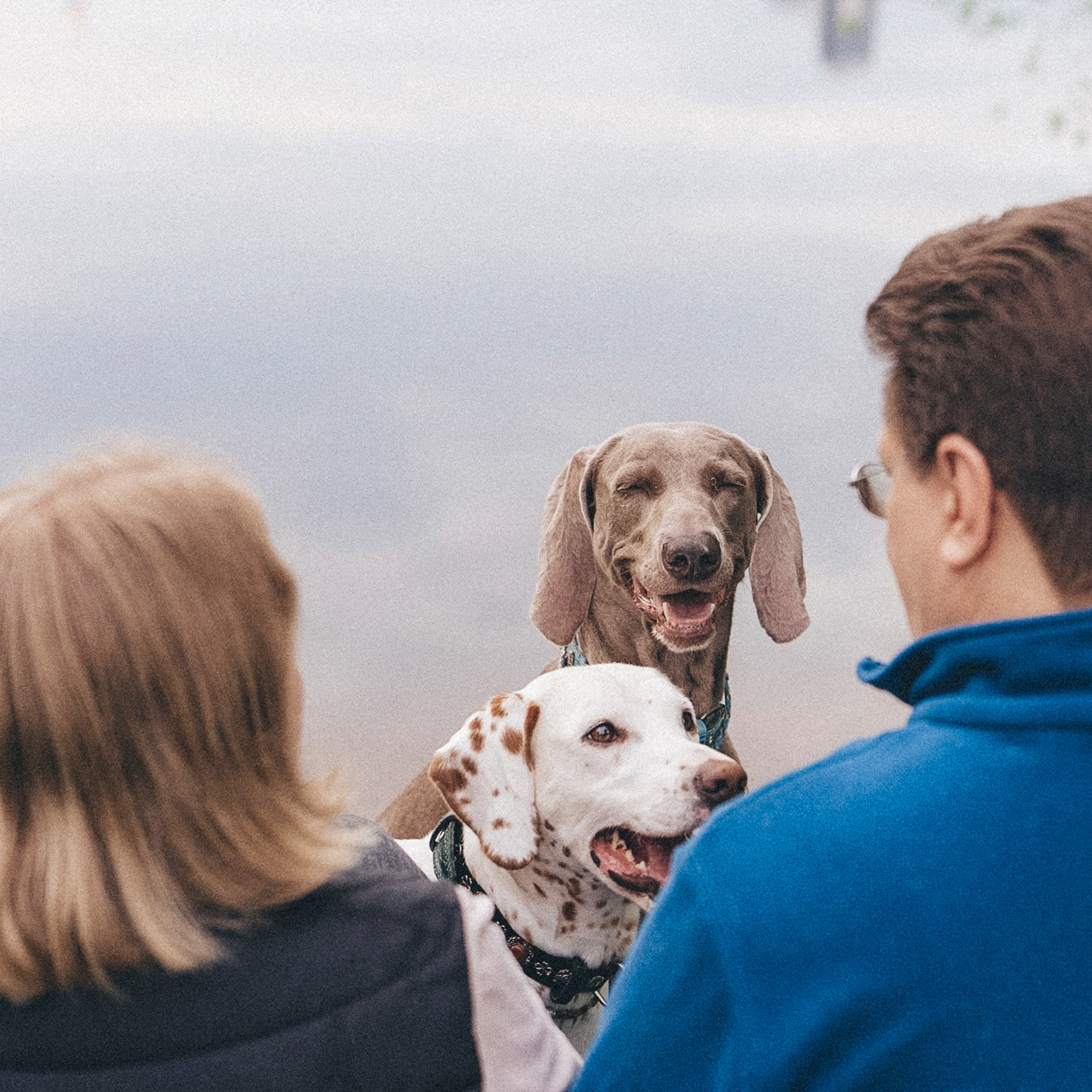 Полина, Борис, Луна и Эль